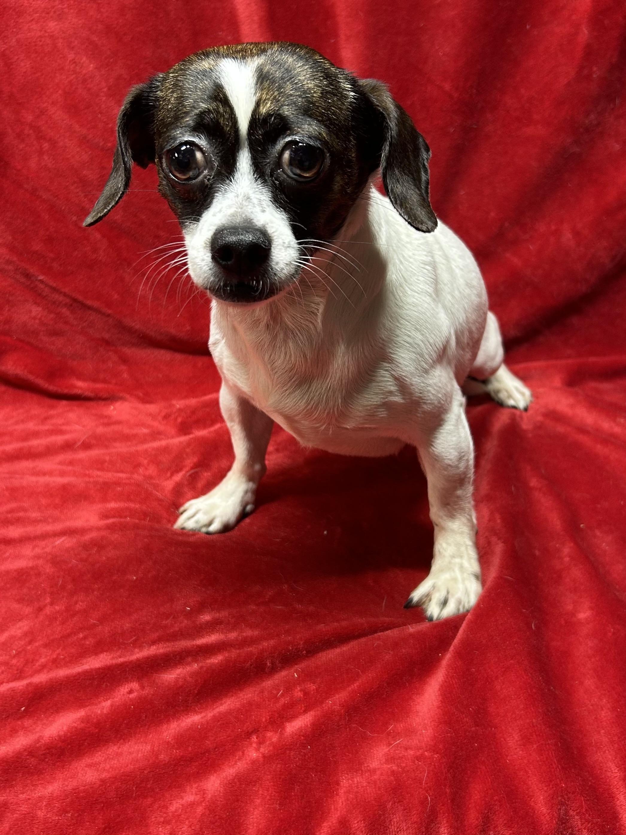Enlarge SOPHIE, an adopted mixed breed in Elyria, OH image 5/5