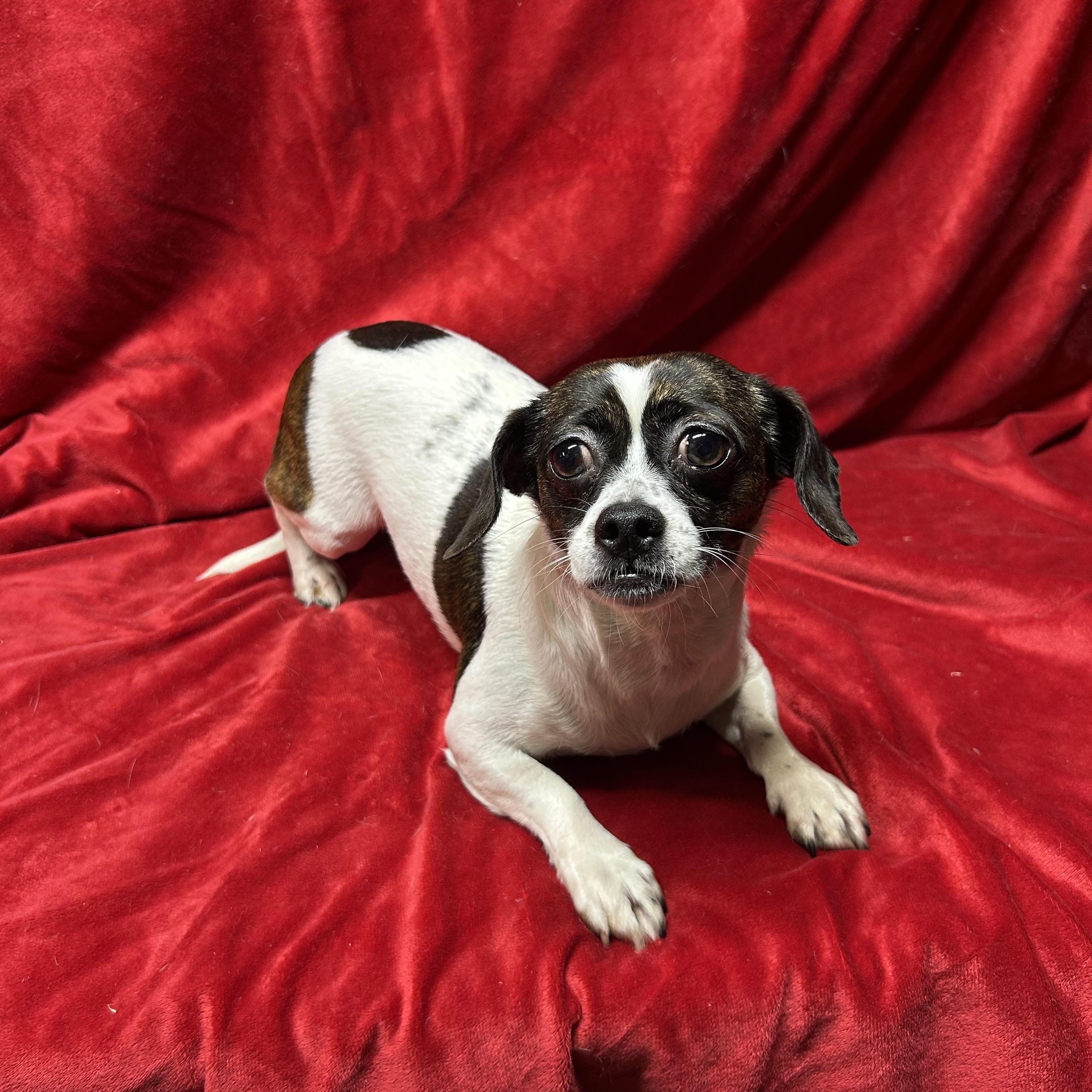 Enlarge SOPHIE, an adopted mixed breed in Elyria, OH image 3/5