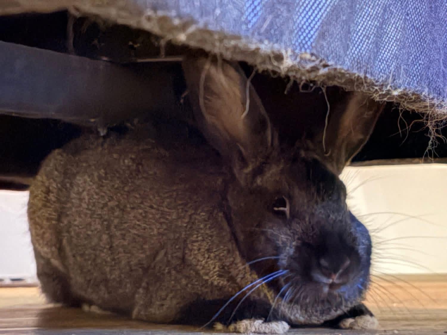 Pudding Pop, ADOPTABLE, Young Female New Zealand.