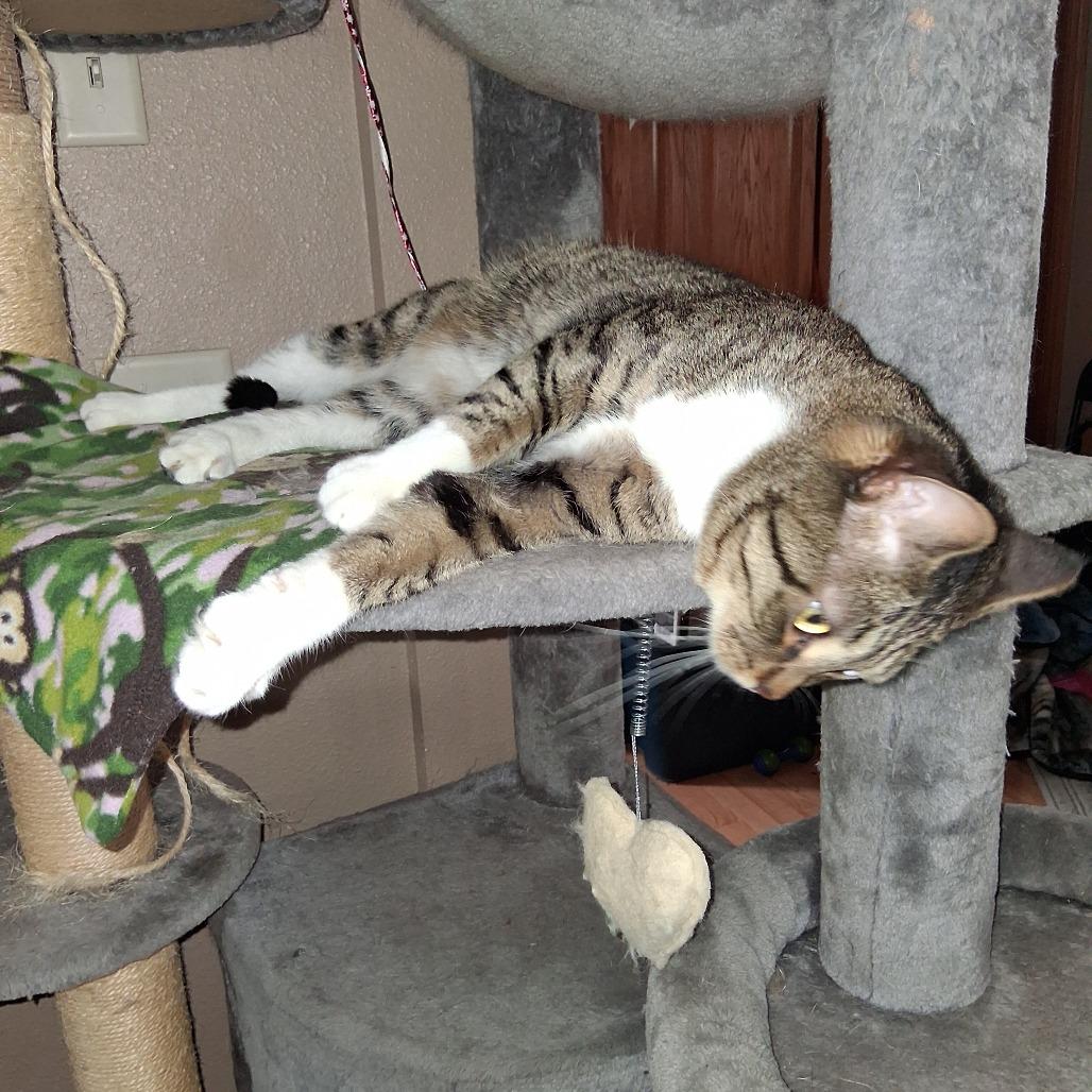 Enlarge Poncho, a Adoptable Domestic Short Hair in Bismarck, ND image 1/6