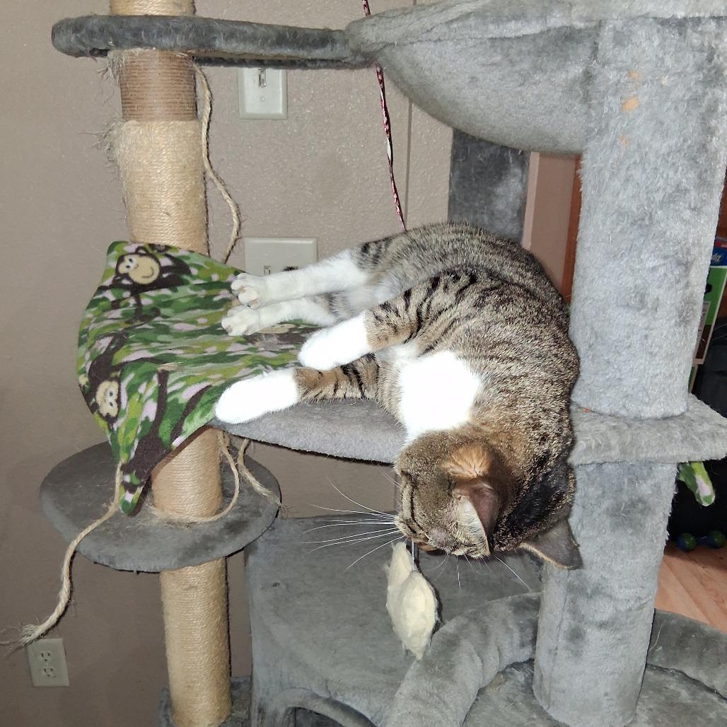 Enlarge Poncho, a Adoptable Domestic Short Hair in Bismarck, ND image 2/6