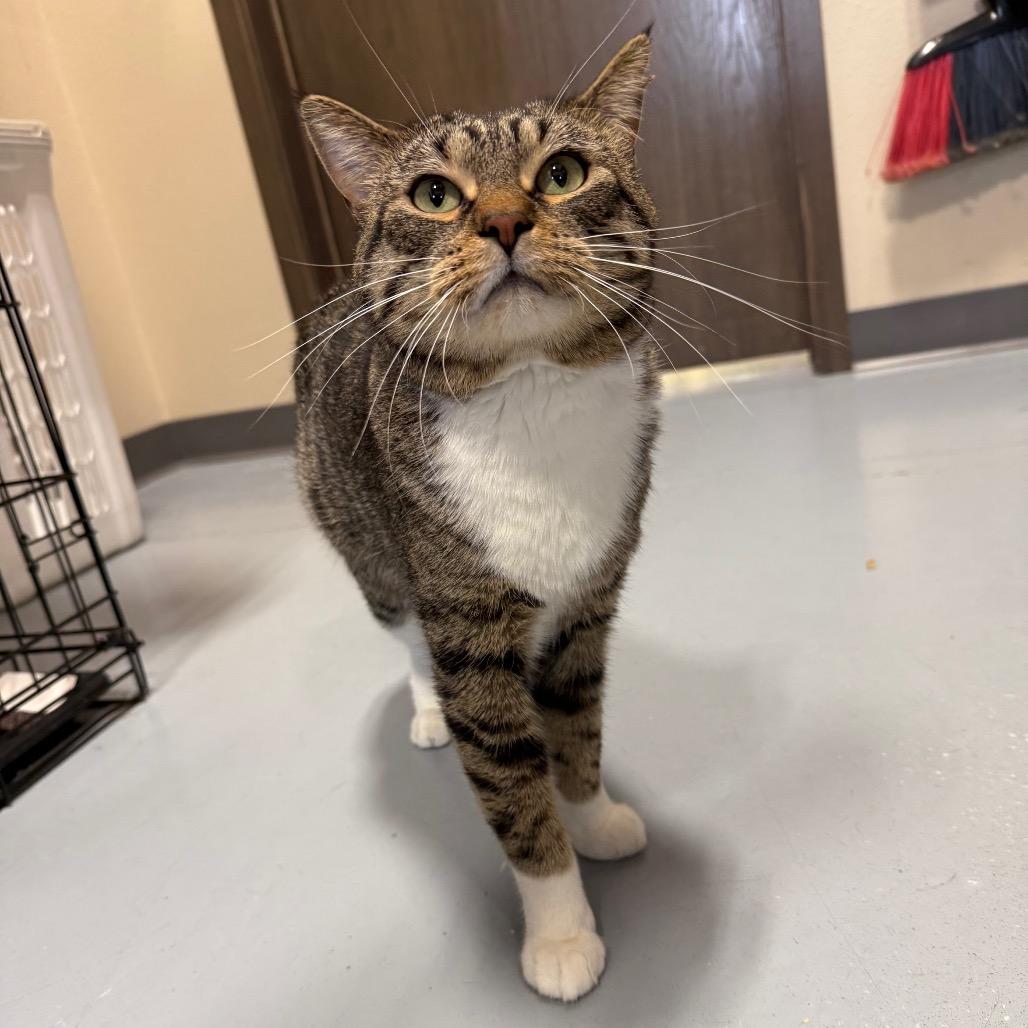 Enlarge Poncho, a Adoptable Domestic Short Hair in Bismarck, ND image 3/6