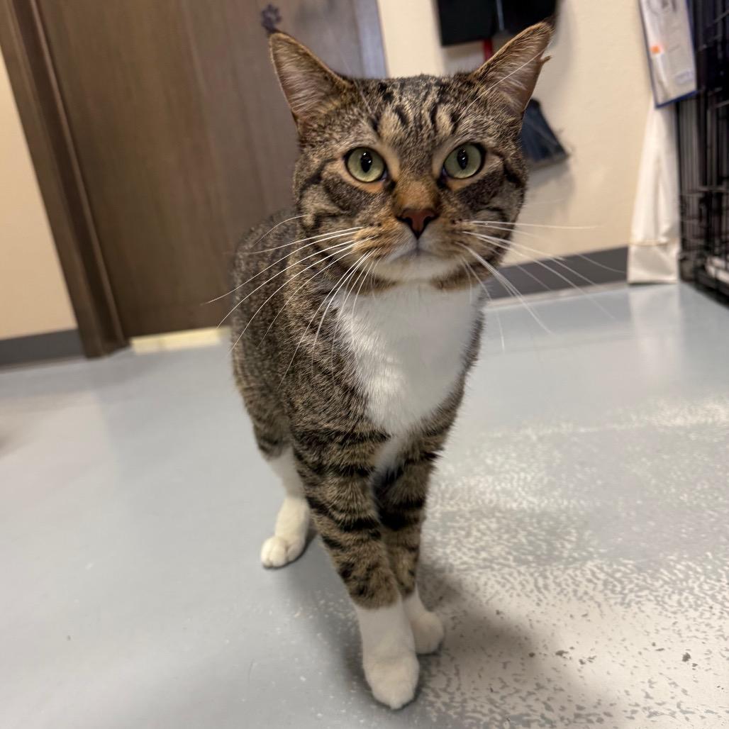 Enlarge Poncho, a Adoptable Domestic Short Hair in Bismarck, ND image 4/6