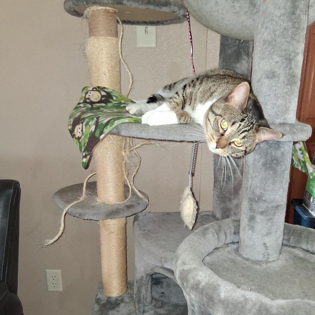 Enlarge Poncho, a Adoptable Domestic Short Hair in Bismarck, ND image 5/6