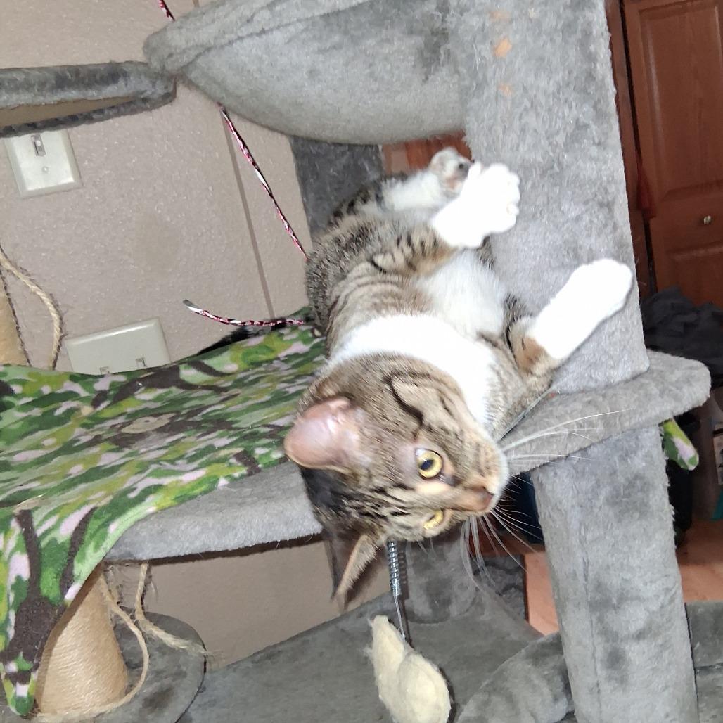 Enlarge Poncho, a Adoptable Domestic Short Hair in Bismarck, ND image 6/6