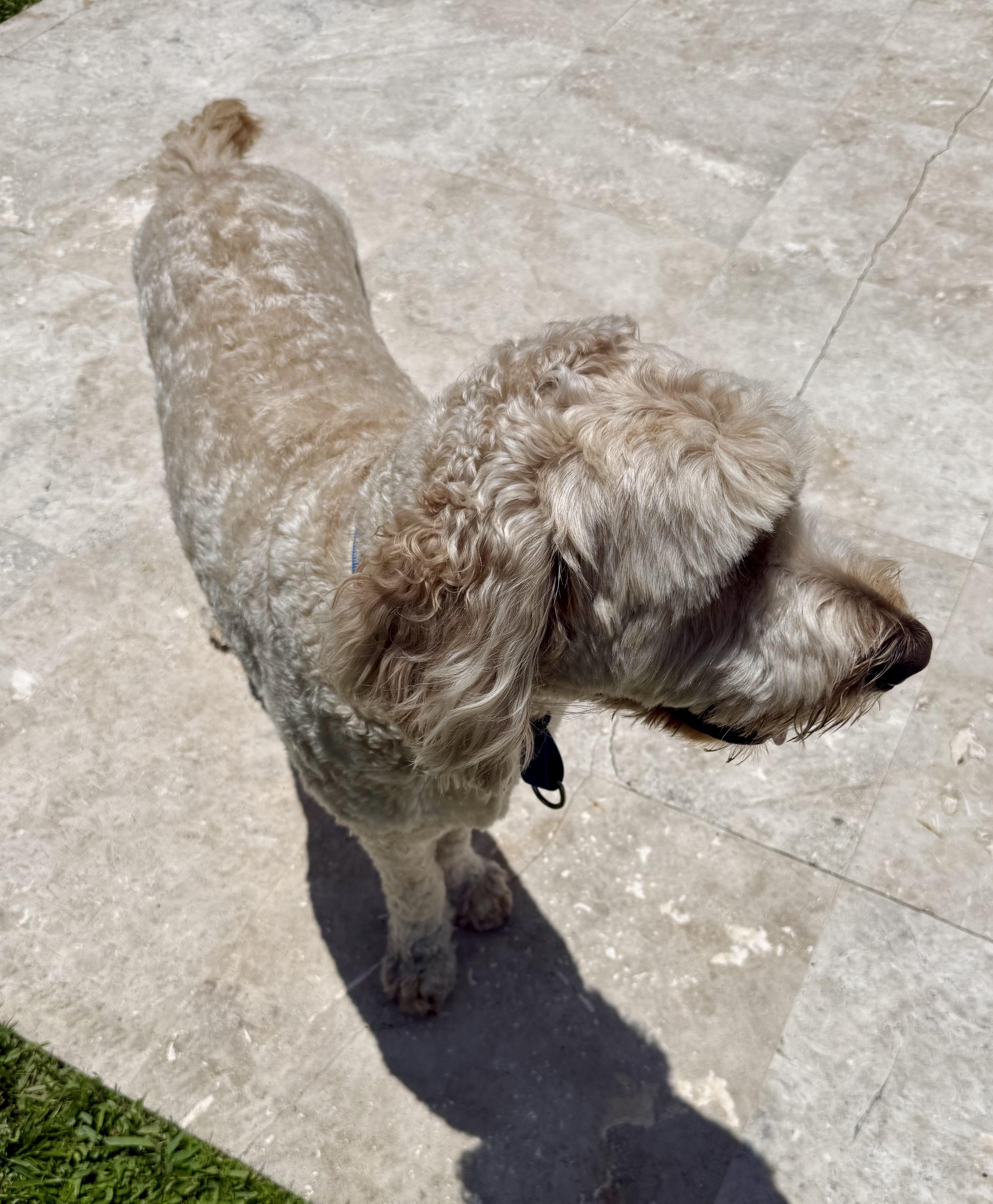 Enlarge Billy hypoallergenic Golden Doodle, a ADOPTABLE Goldendoodle in Boca Raton, FL image 4/6