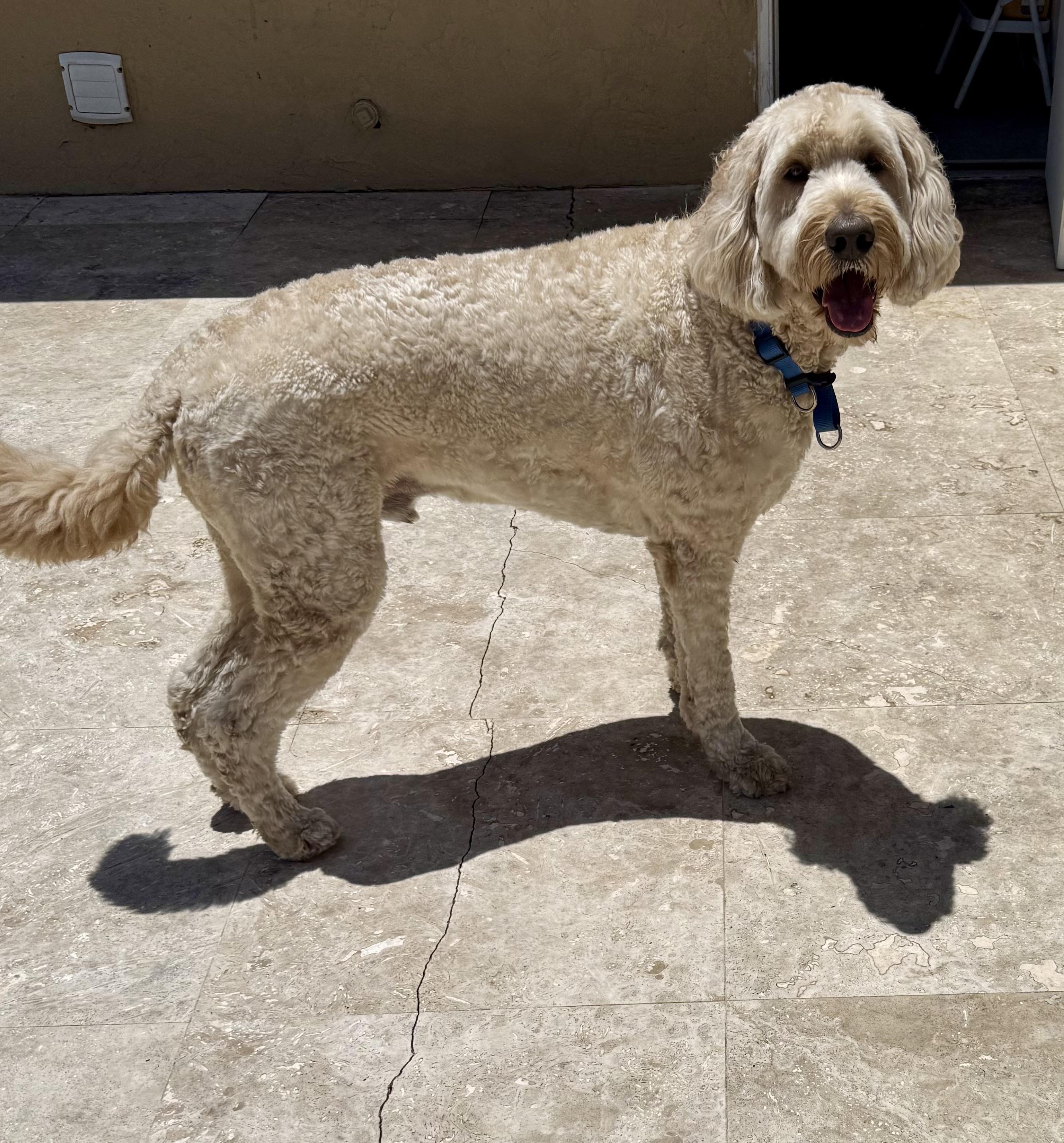 Enlarge Billy hypoallergenic Golden Doodle, a ADOPTABLE Goldendoodle in Boca Raton, FL image 2/6