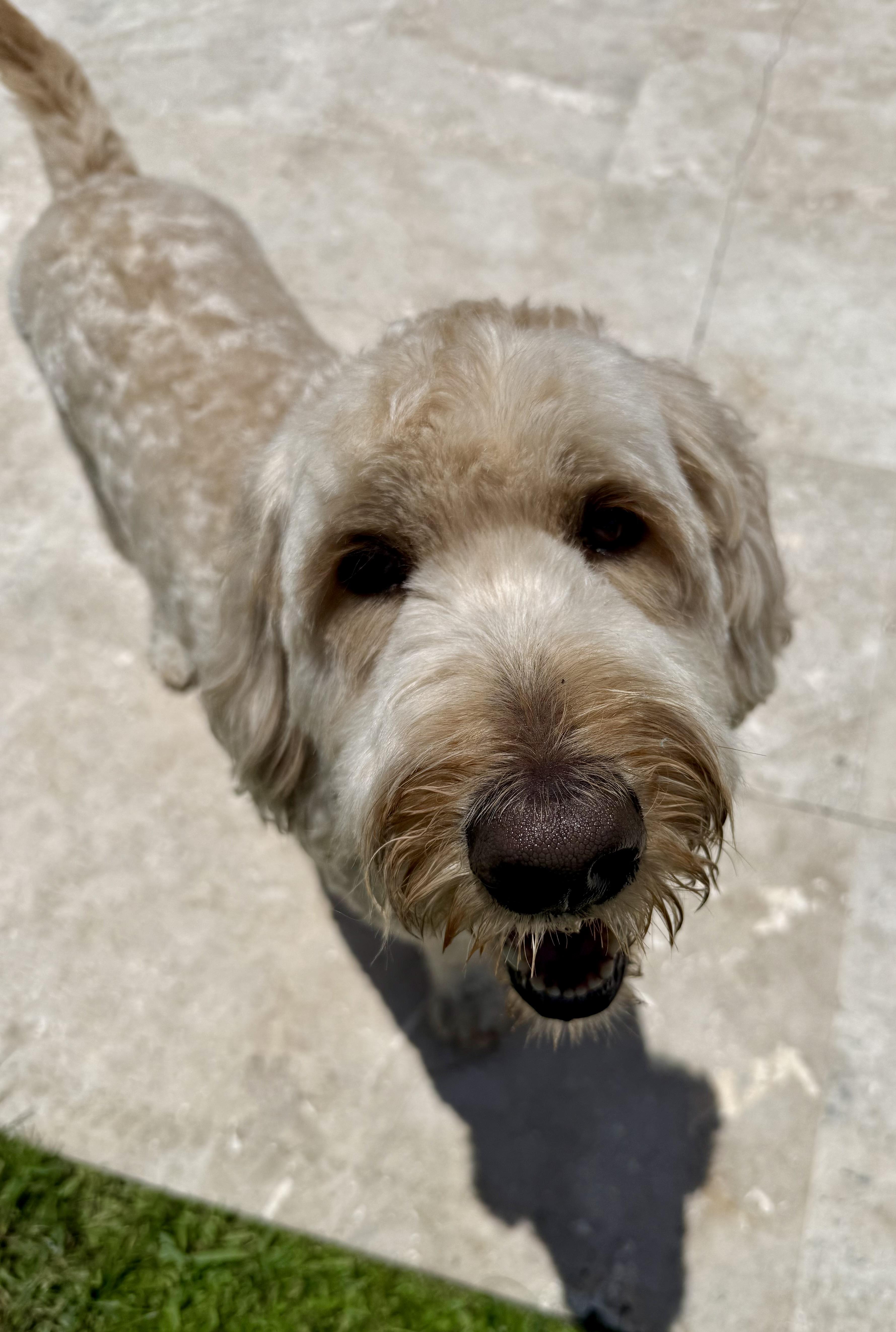 Enlarge Billy hypoallergenic Golden Doodle, a ADOPTABLE Goldendoodle in Boca Raton, FL image 1/6
