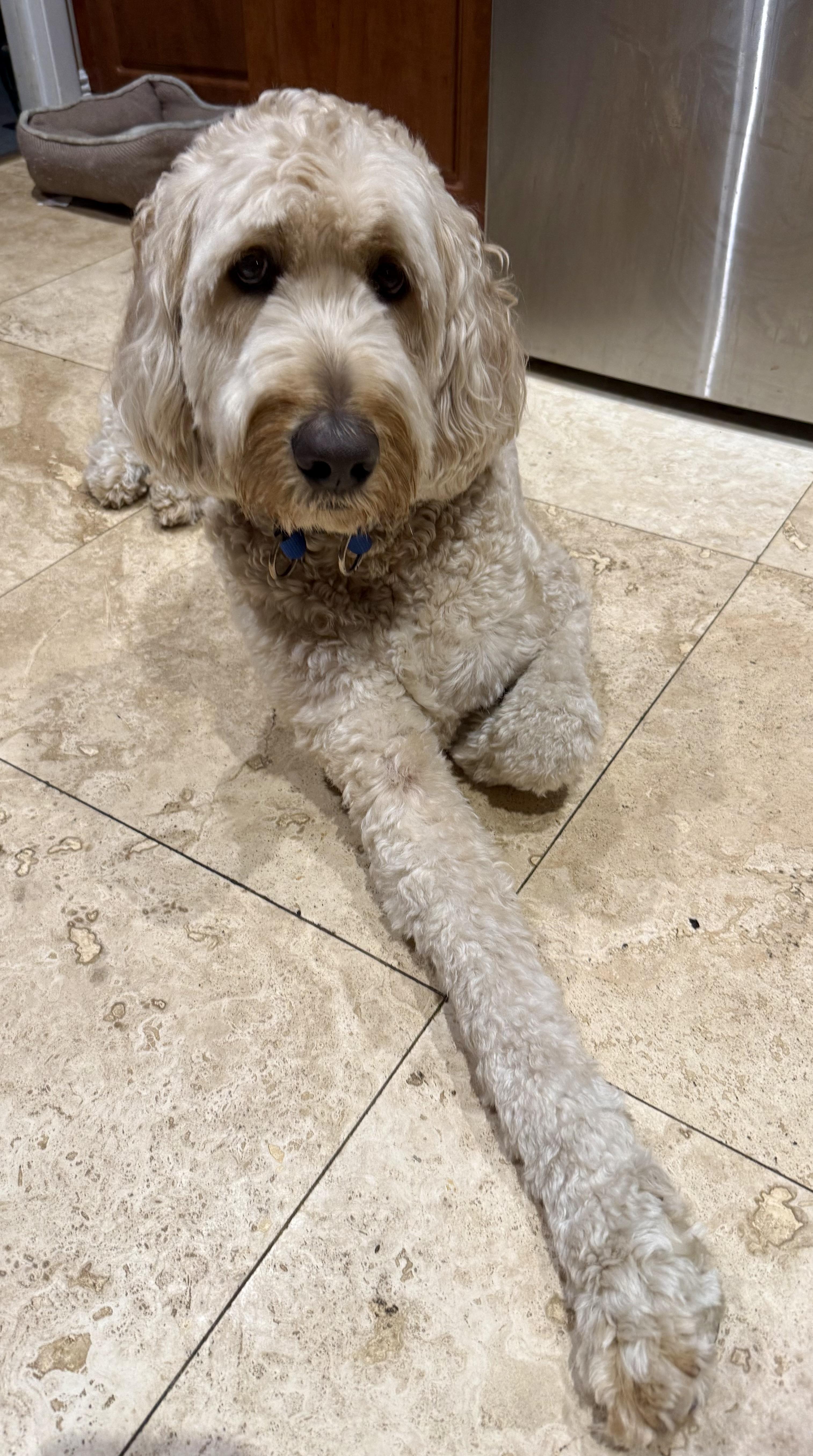 Enlarge Billy hypoallergenic Golden Doodle, a ADOPTABLE Goldendoodle in Boca Raton, FL image 5/6