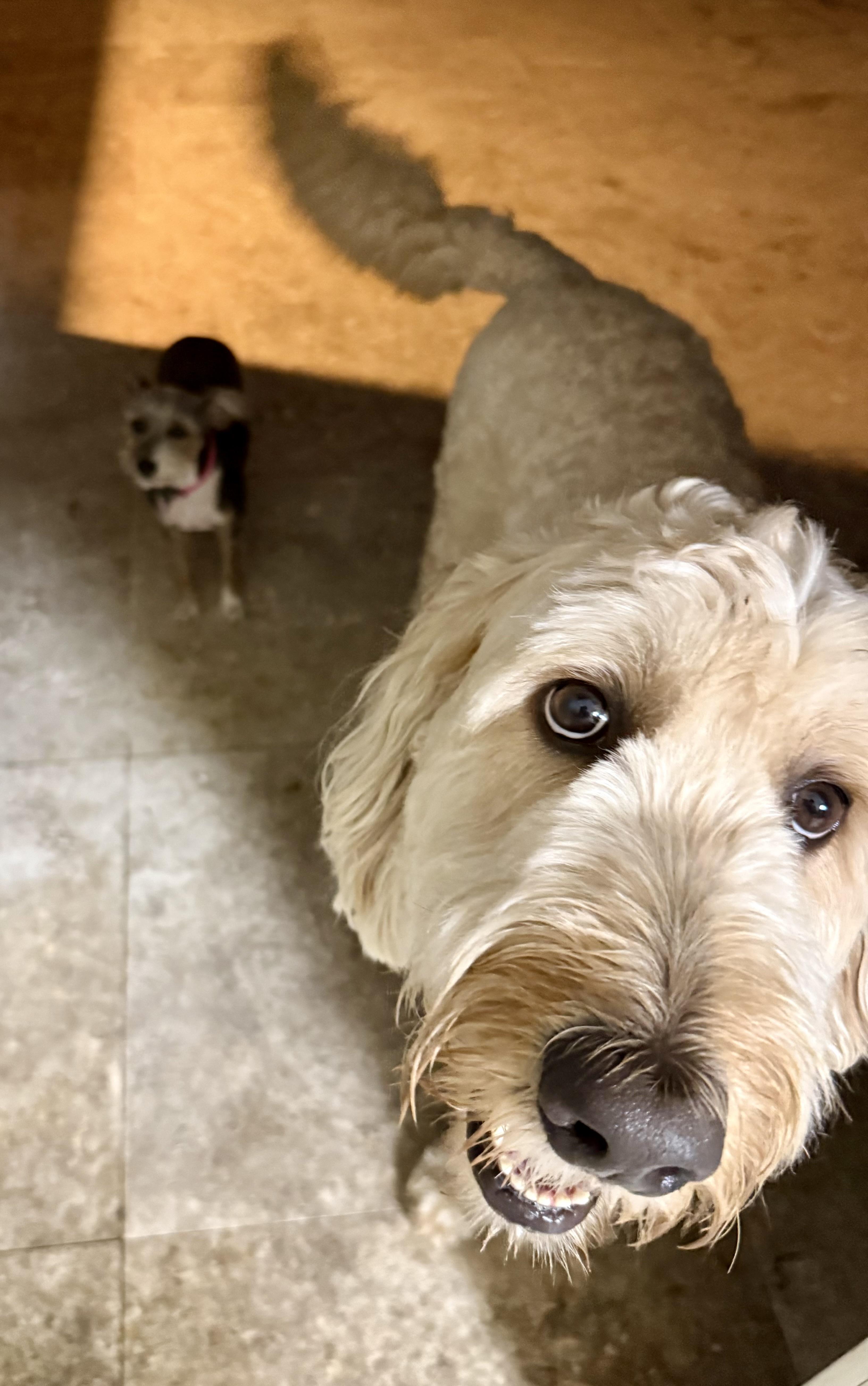 Enlarge Billy hypoallergenic Golden Doodle, a ADOPTABLE Goldendoodle in Boca Raton, FL image 6/6