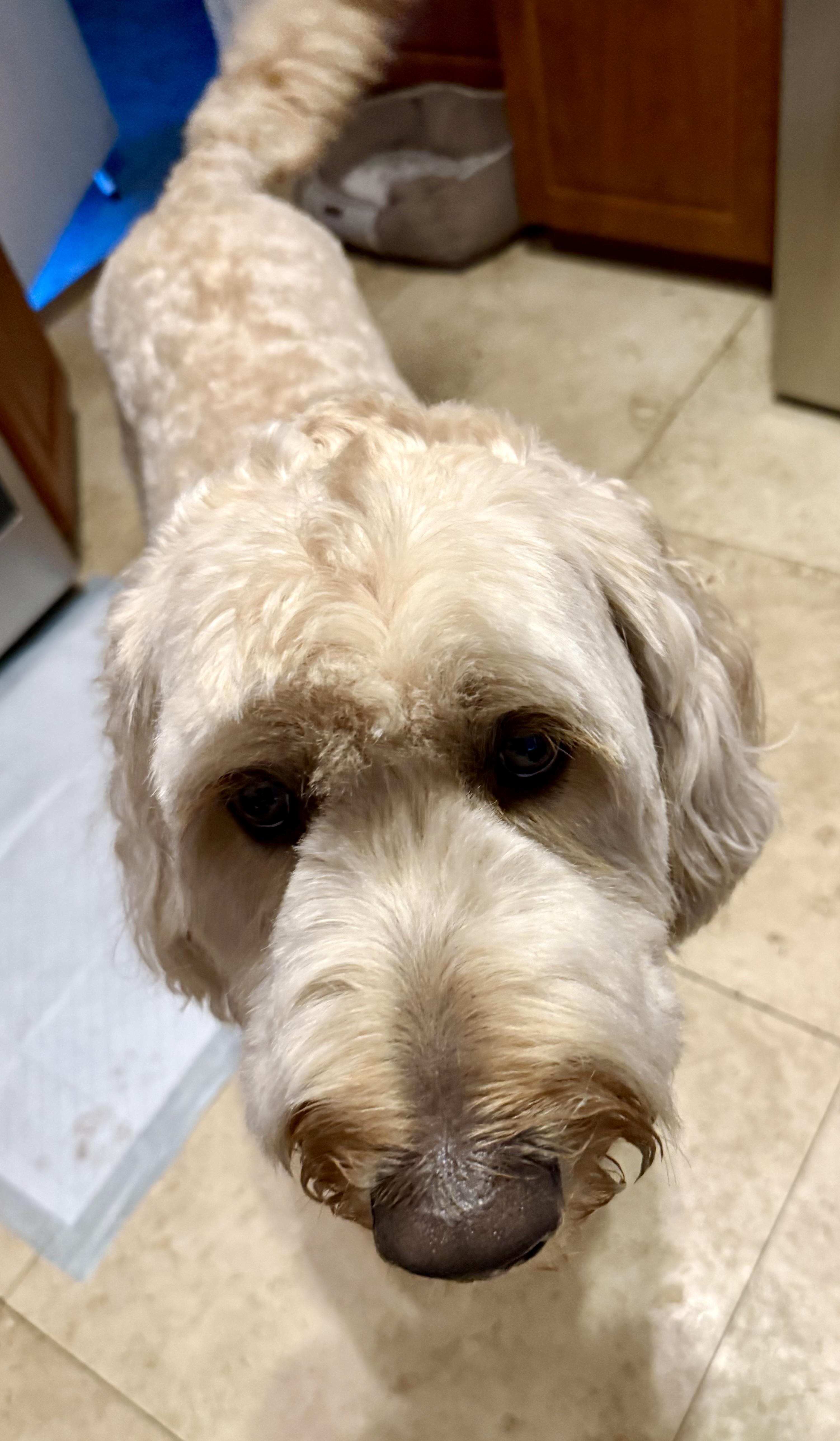 Enlarge Billy hypoallergenic Golden Doodle, a ADOPTABLE Goldendoodle in Boca Raton, FL image 3/6
