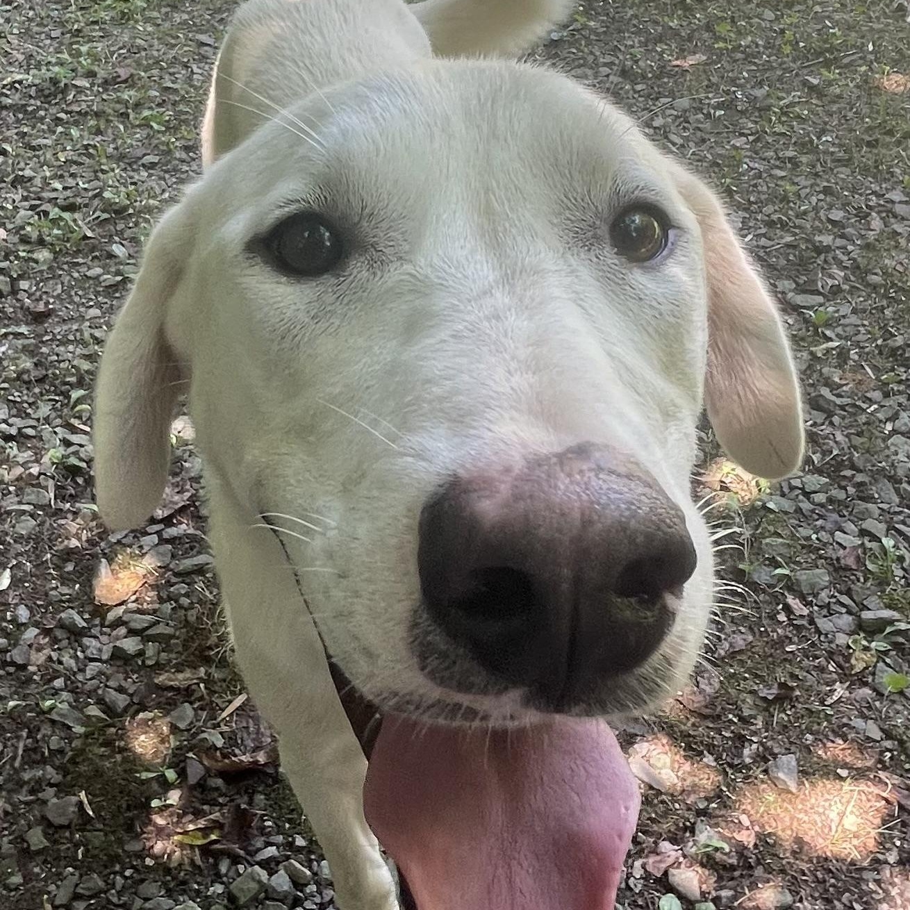 Kristoff, an adoptable Labrador Retriever in Heber Springs, AR image 6/6