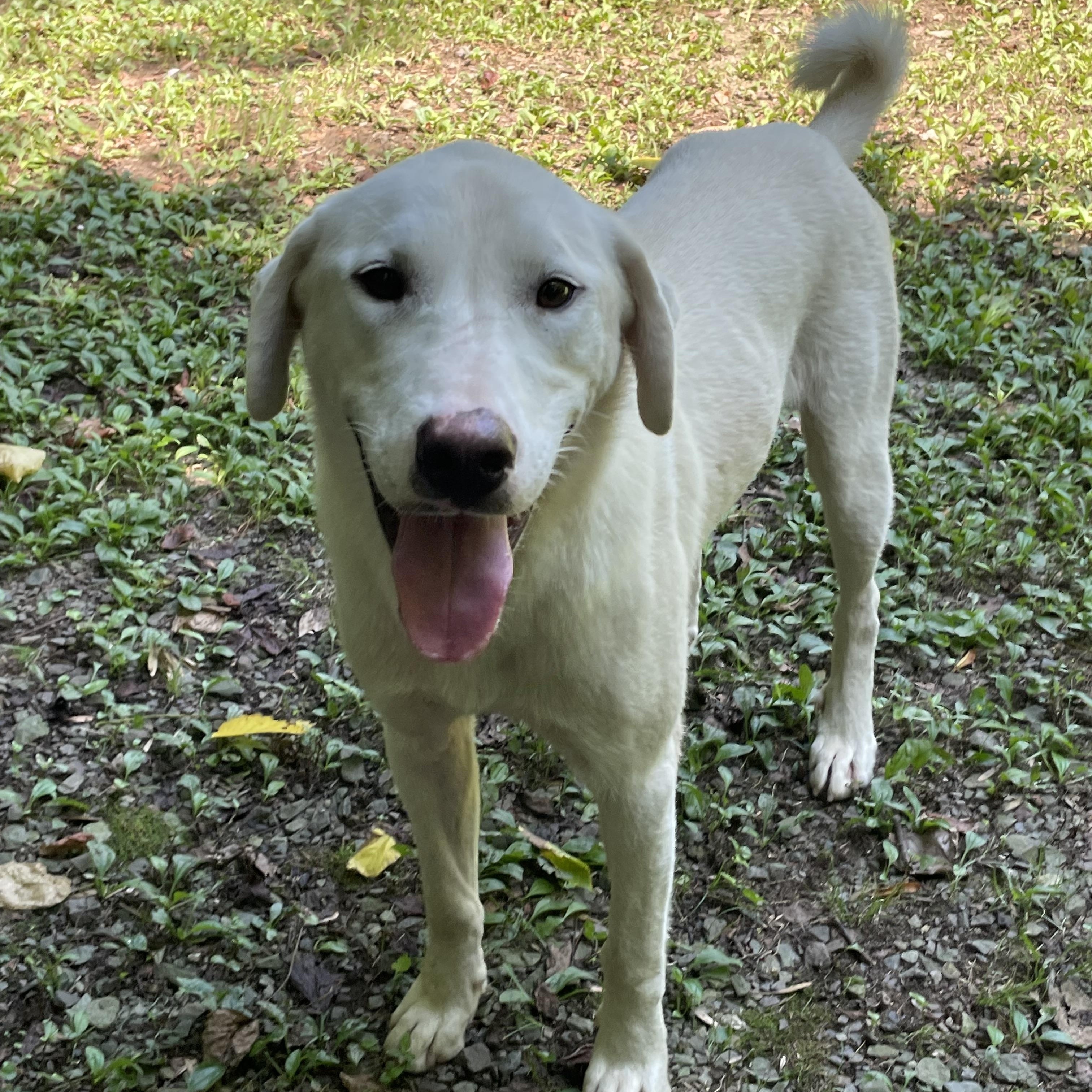 Kristoff, an adoptable Labrador Retriever in Heber Springs, AR image 5/6