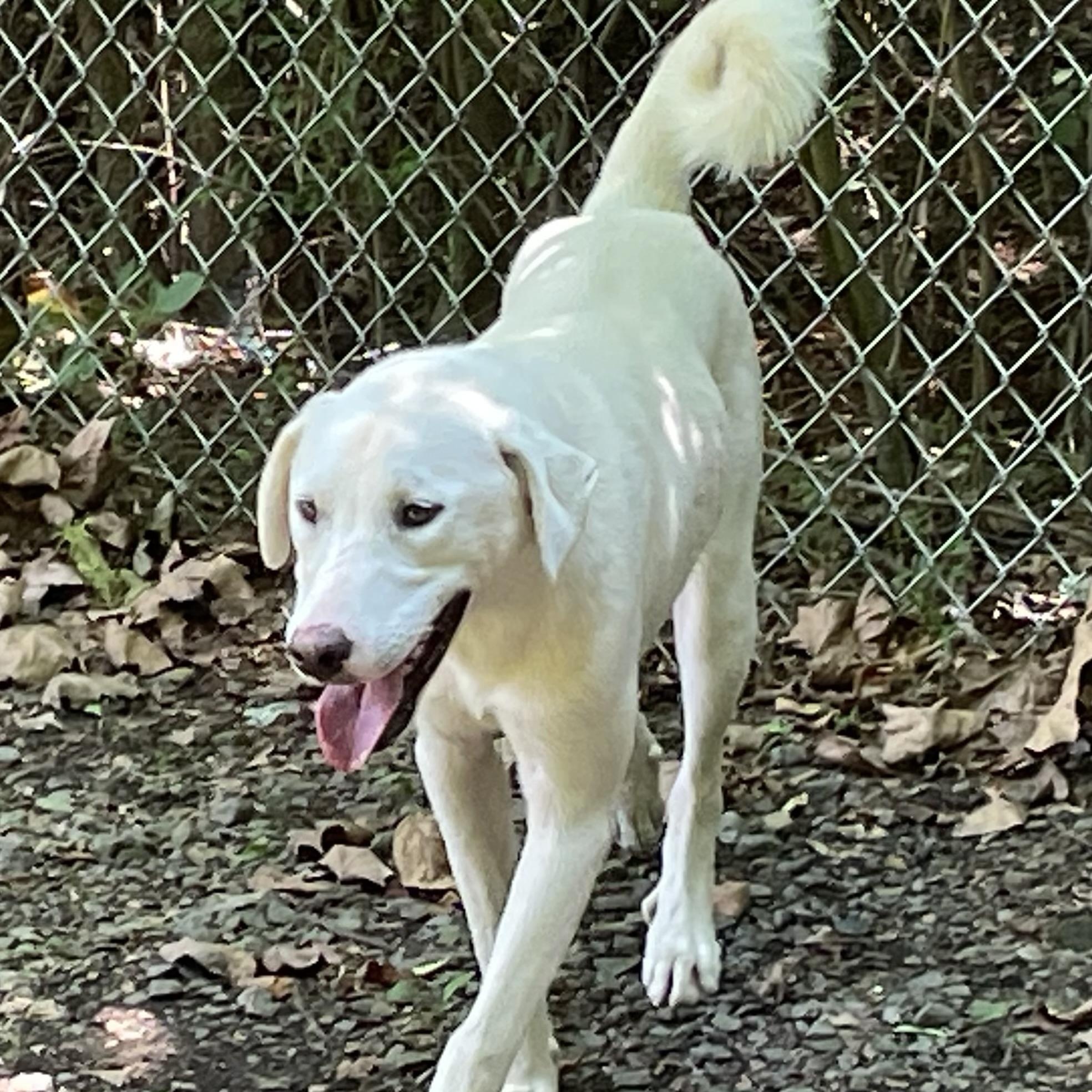 Kristoff, an adoptable Labrador Retriever in Heber Springs, AR image 3/6