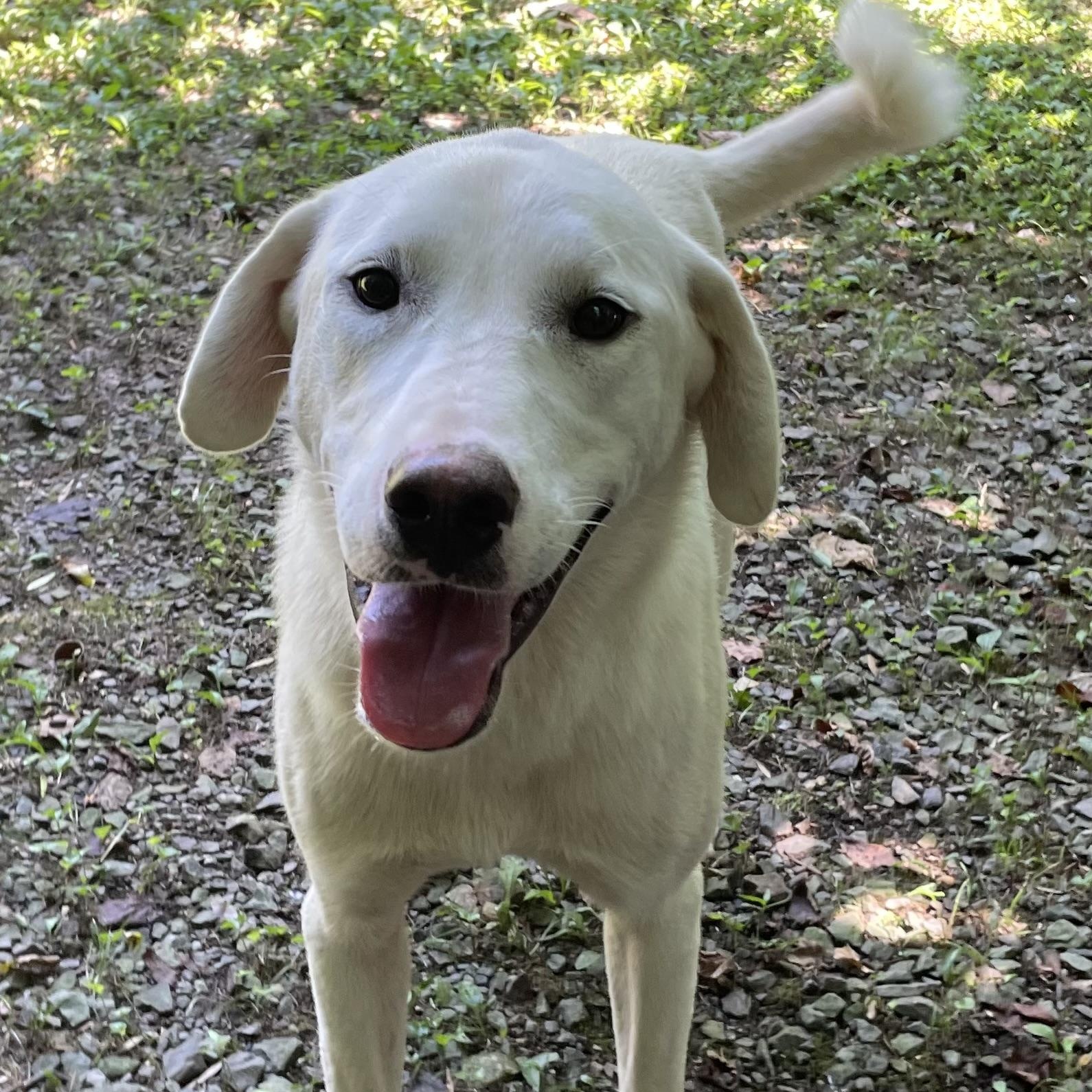 Kristoff, an adoptable Labrador Retriever in Heber Springs, AR image 2/6