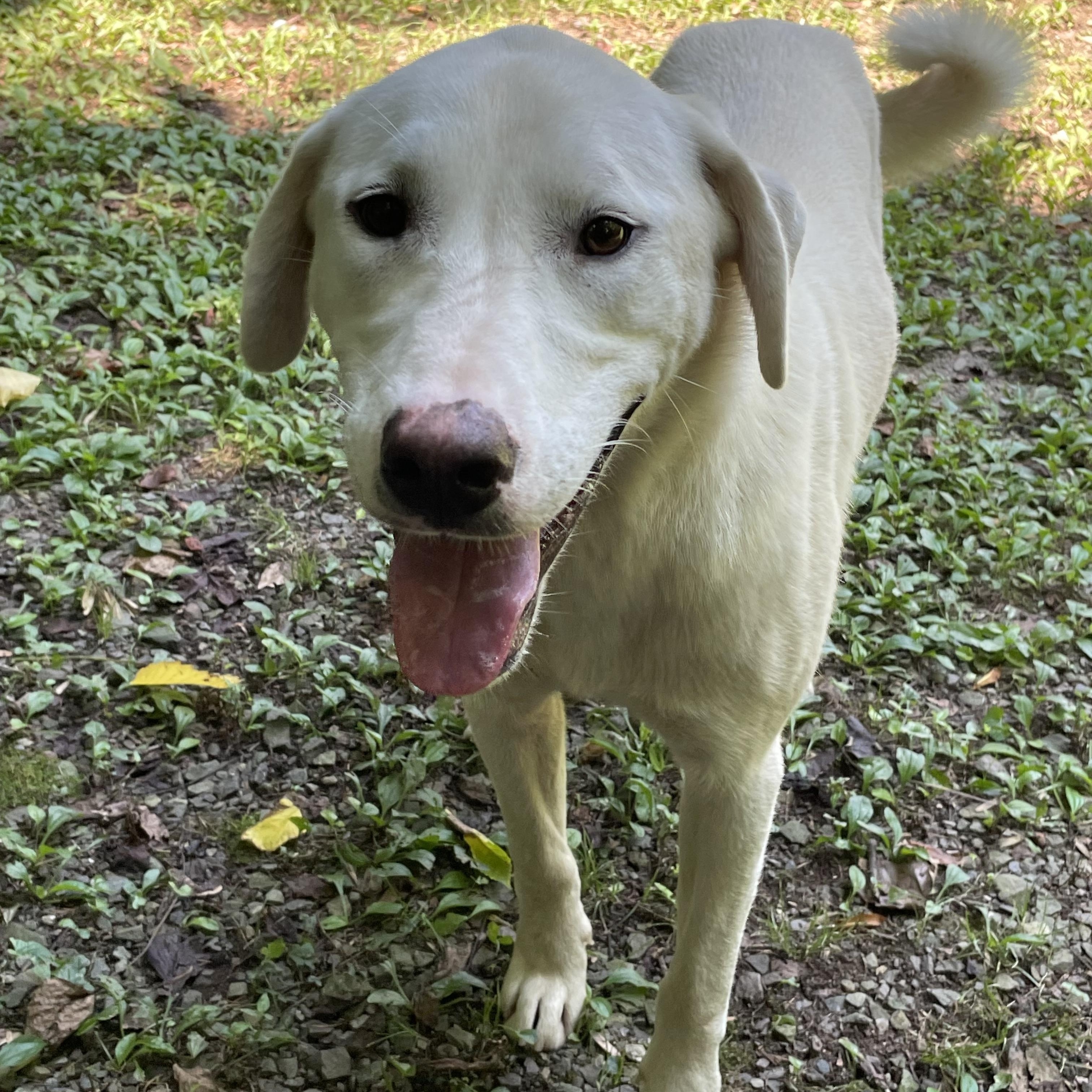 Kristoff, an adoptable Labrador Retriever in Heber Springs, AR image 4/6