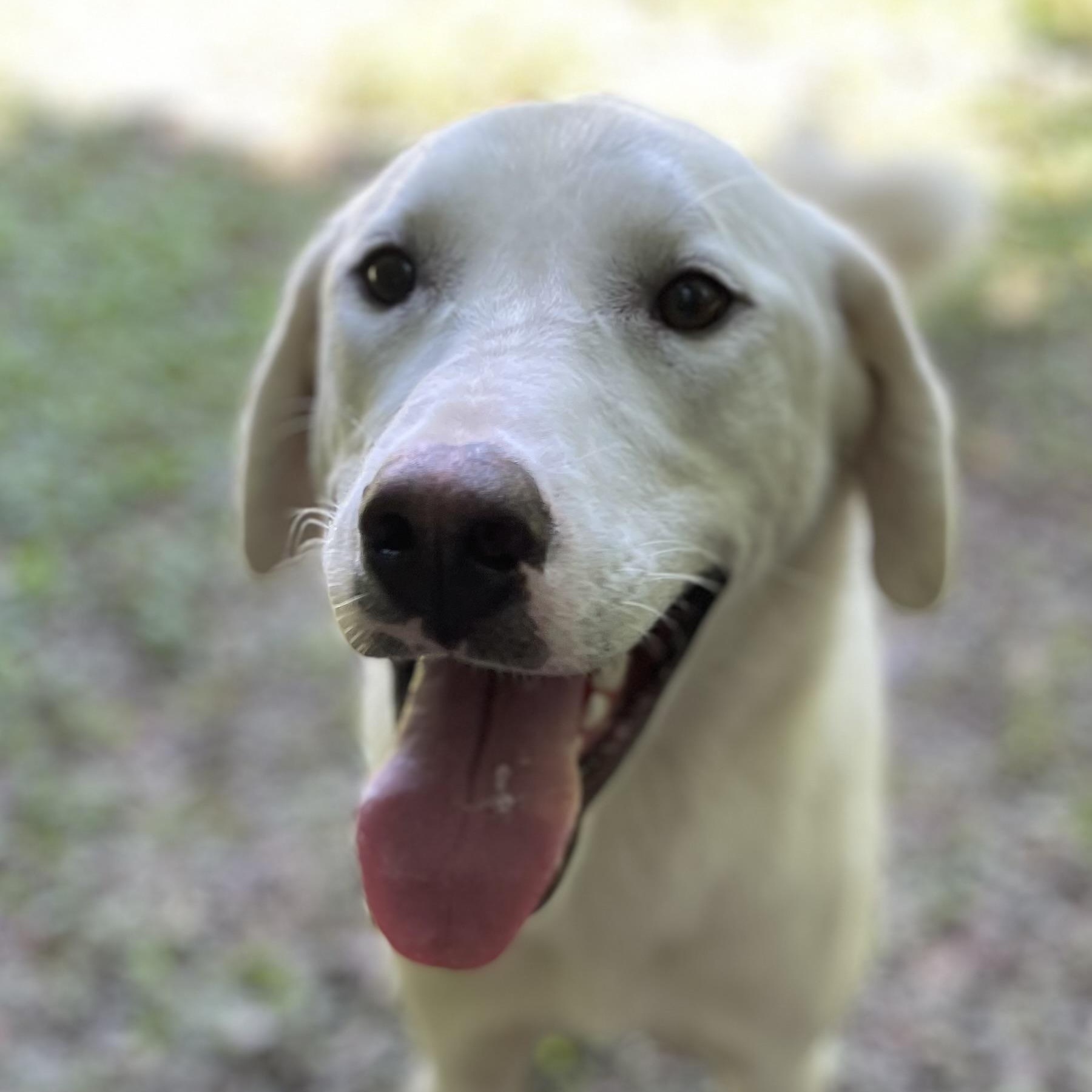 Kristoff, an adoptable Labrador Retriever in Heber Springs, AR image 1/6