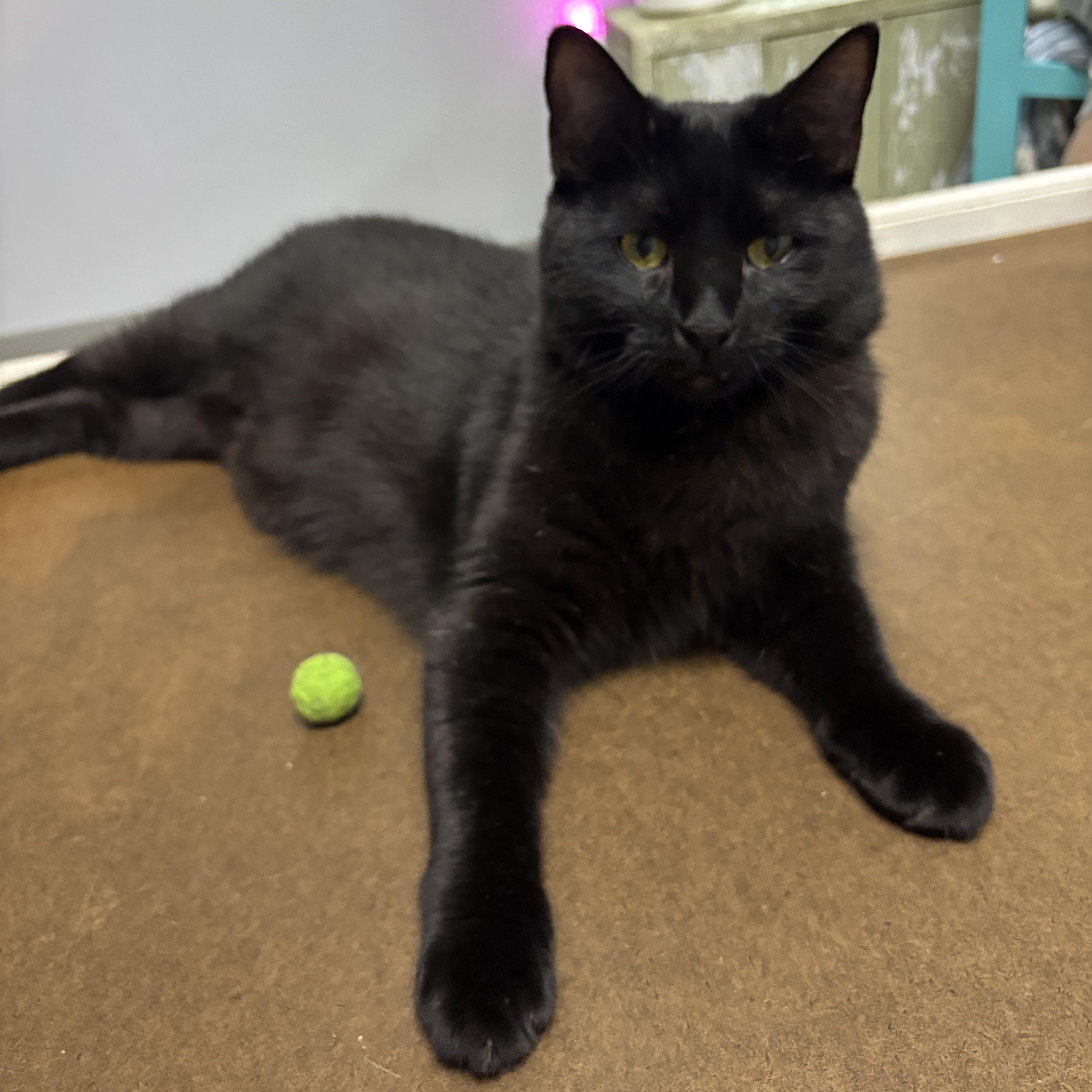 Haylow, a ADOPTABLE mixed breed in Vineyard Haven, MA image 3/6