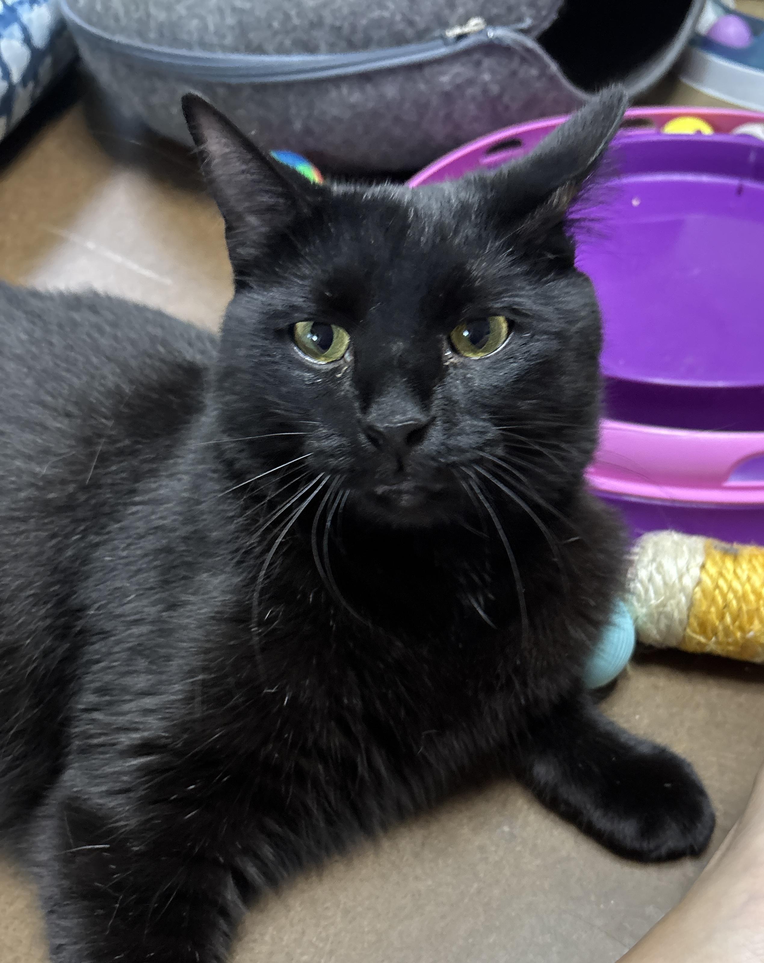 Haylow, a ADOPTABLE mixed breed in Vineyard Haven, MA image 1/6
