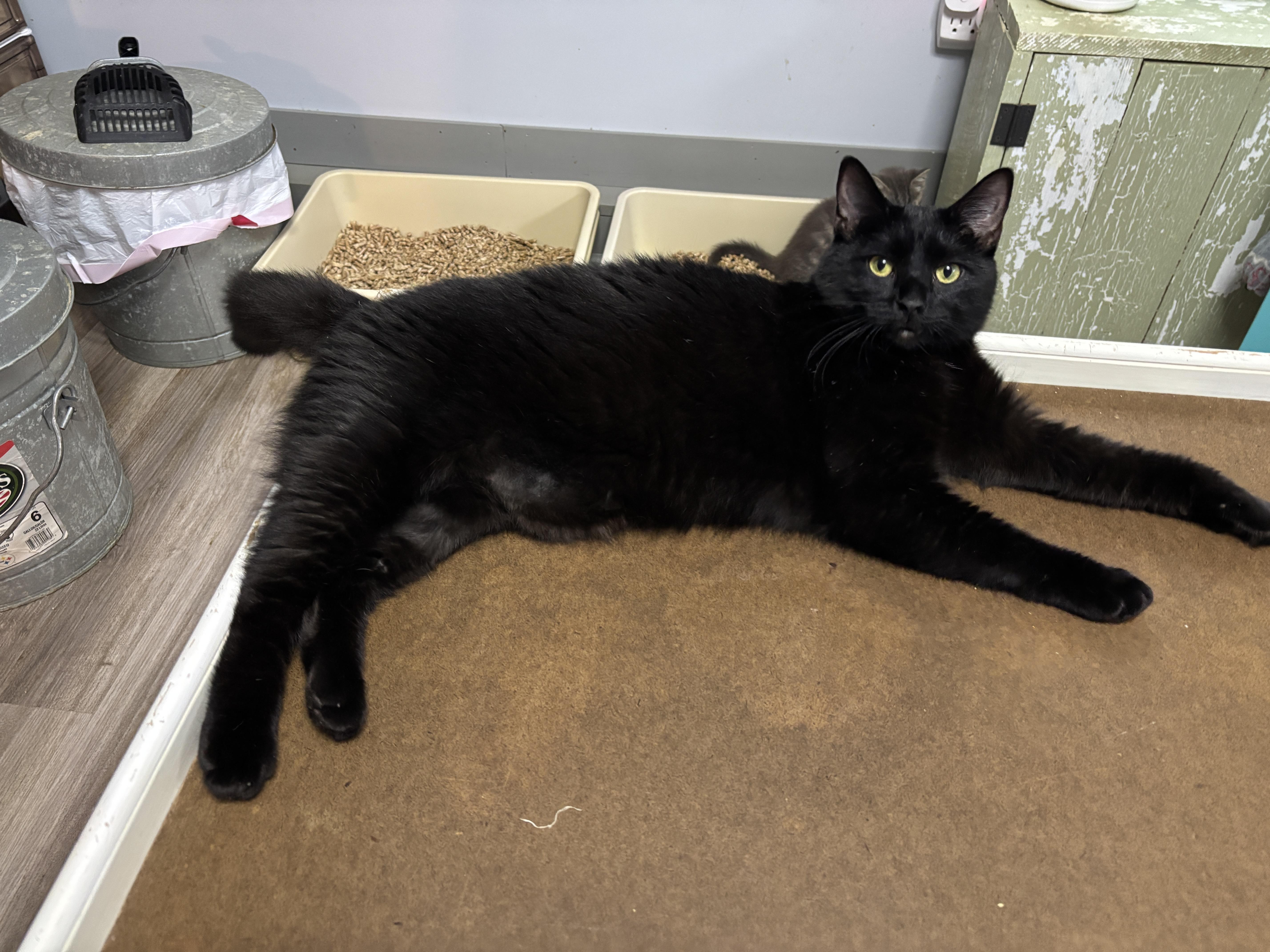 Haylow, a ADOPTABLE mixed breed in Vineyard Haven, MA image 4/6