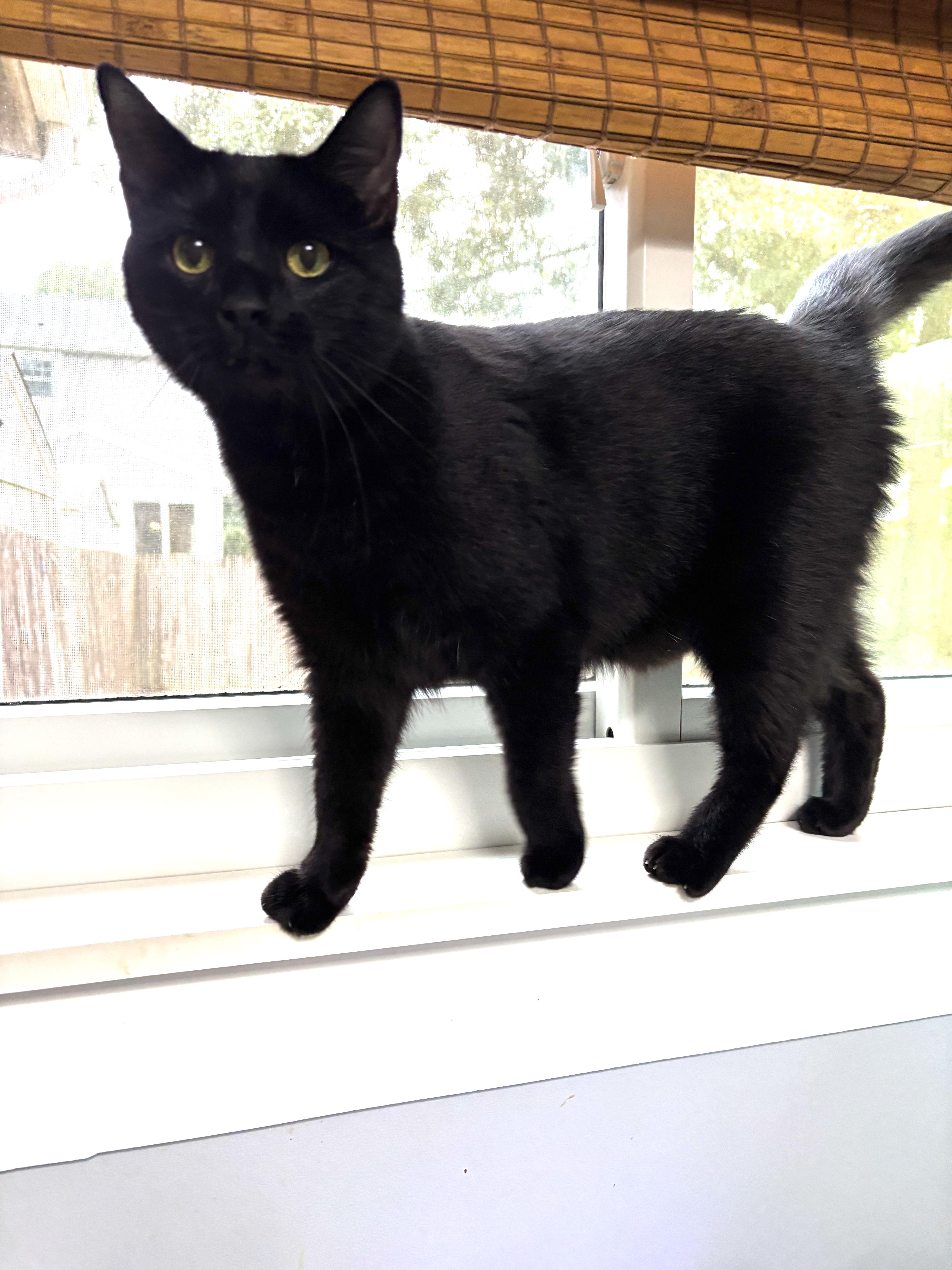 Haylow, a ADOPTABLE mixed breed in Vineyard Haven, MA image 6/6