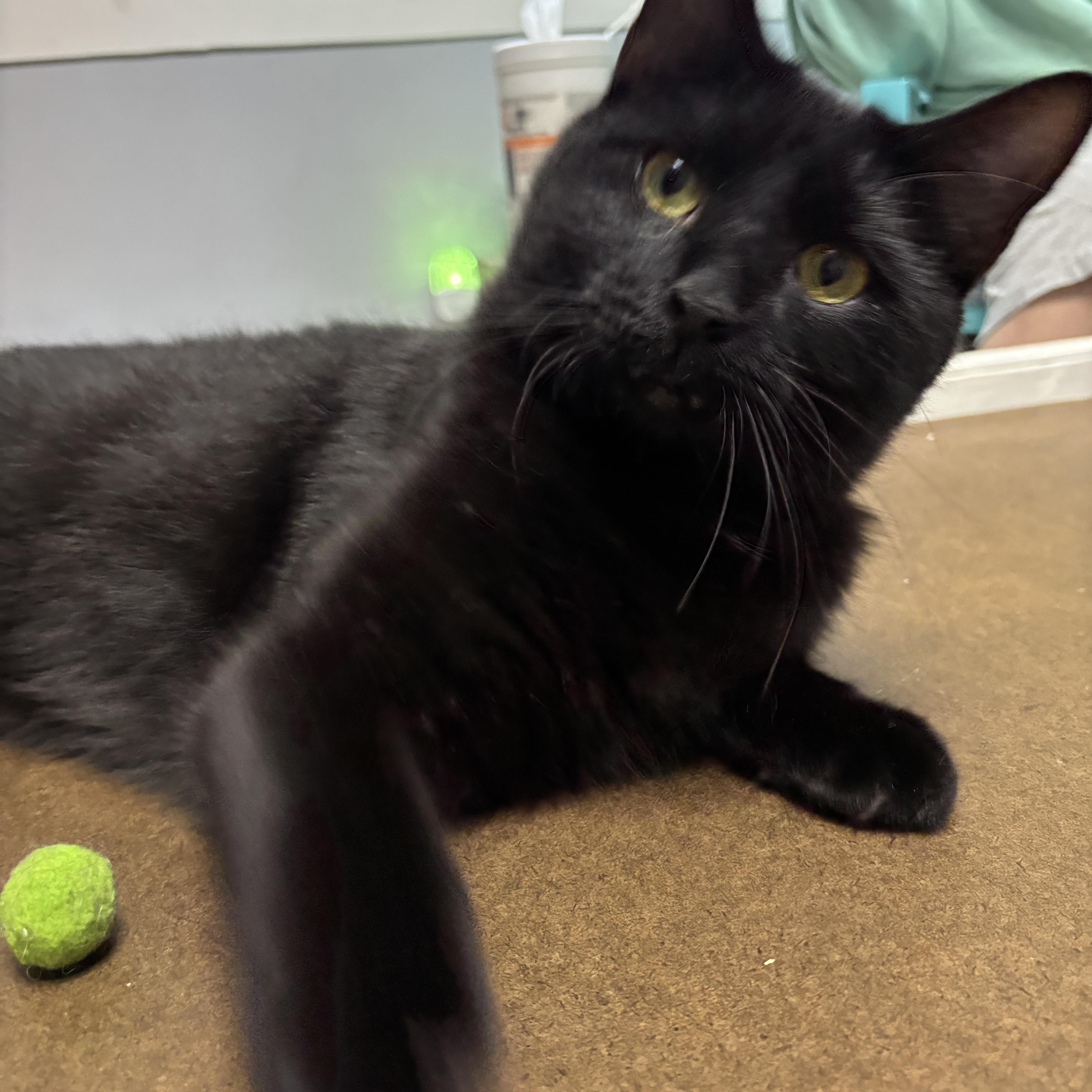 Haylow, a ADOPTABLE mixed breed in Vineyard Haven, MA image 5/6