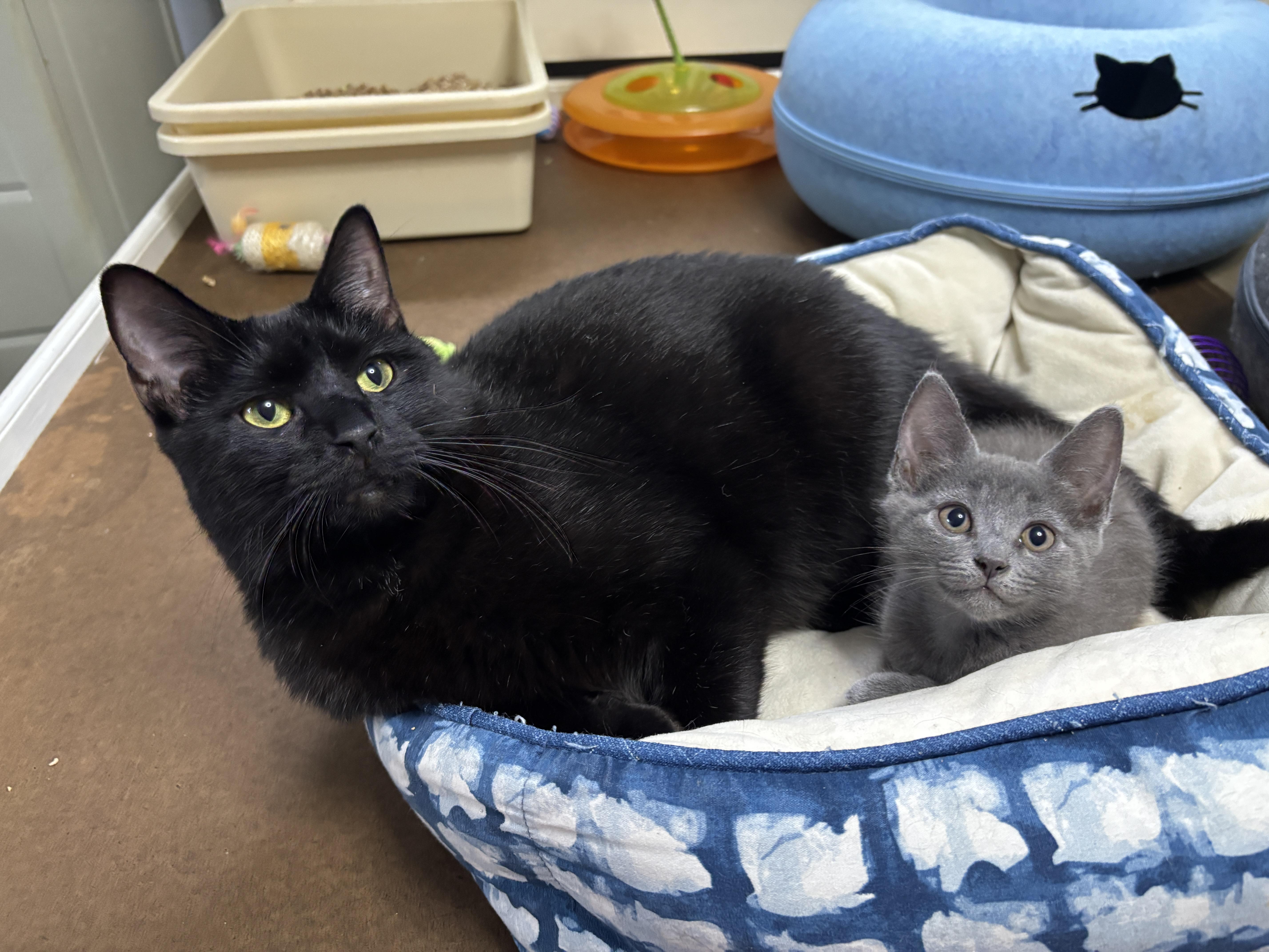 Haylow, a ADOPTABLE mixed breed in Vineyard Haven, MA image 2/6
