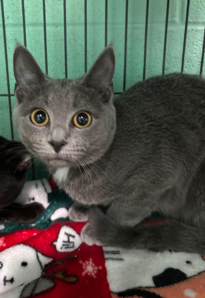 Enlarge Dumplin, an adopted Domestic Short Hair in Frankfort, KY image 1/1