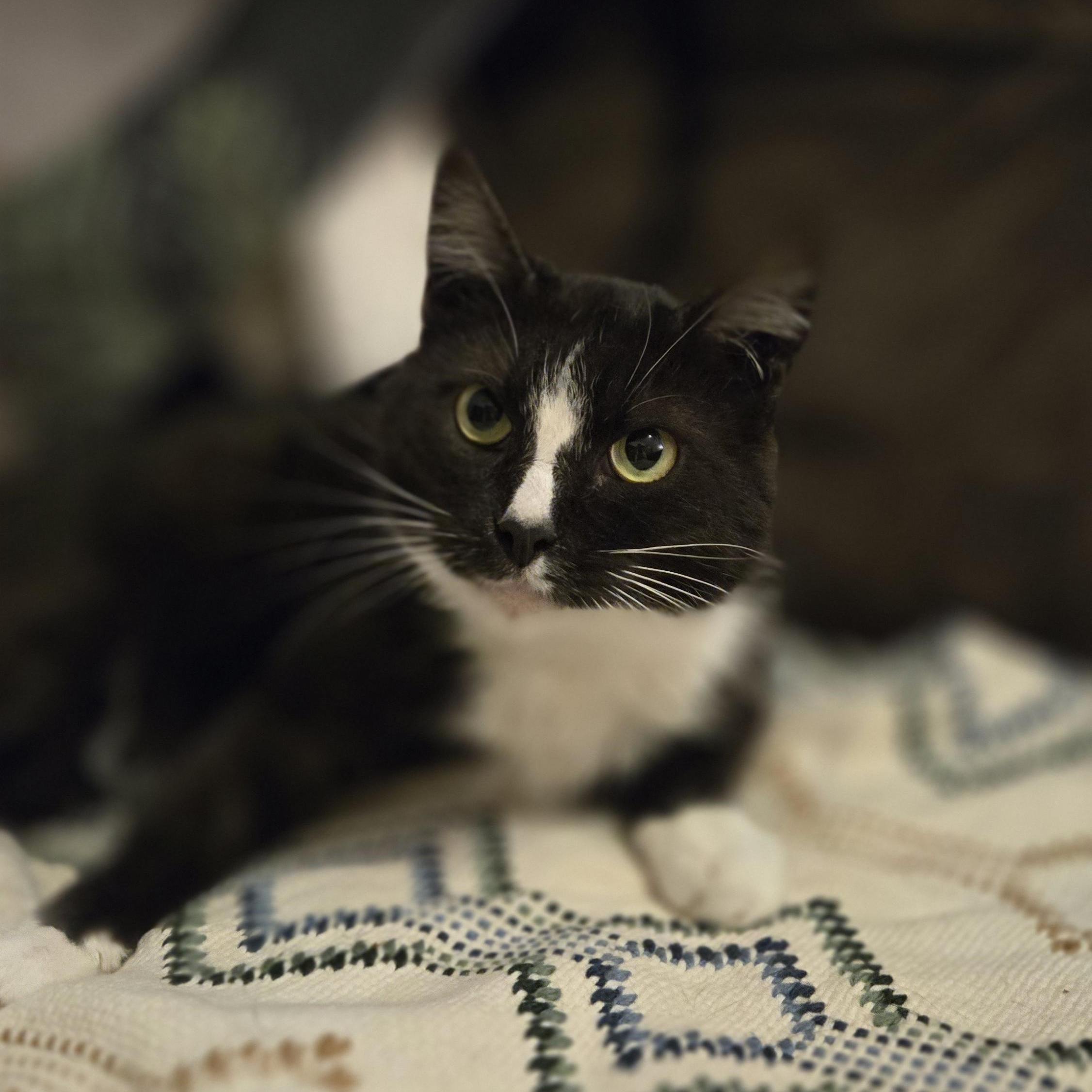 Enlarge Socks, a Adoptable Domestic Short Hair in Shippenville, PA image 2/4
