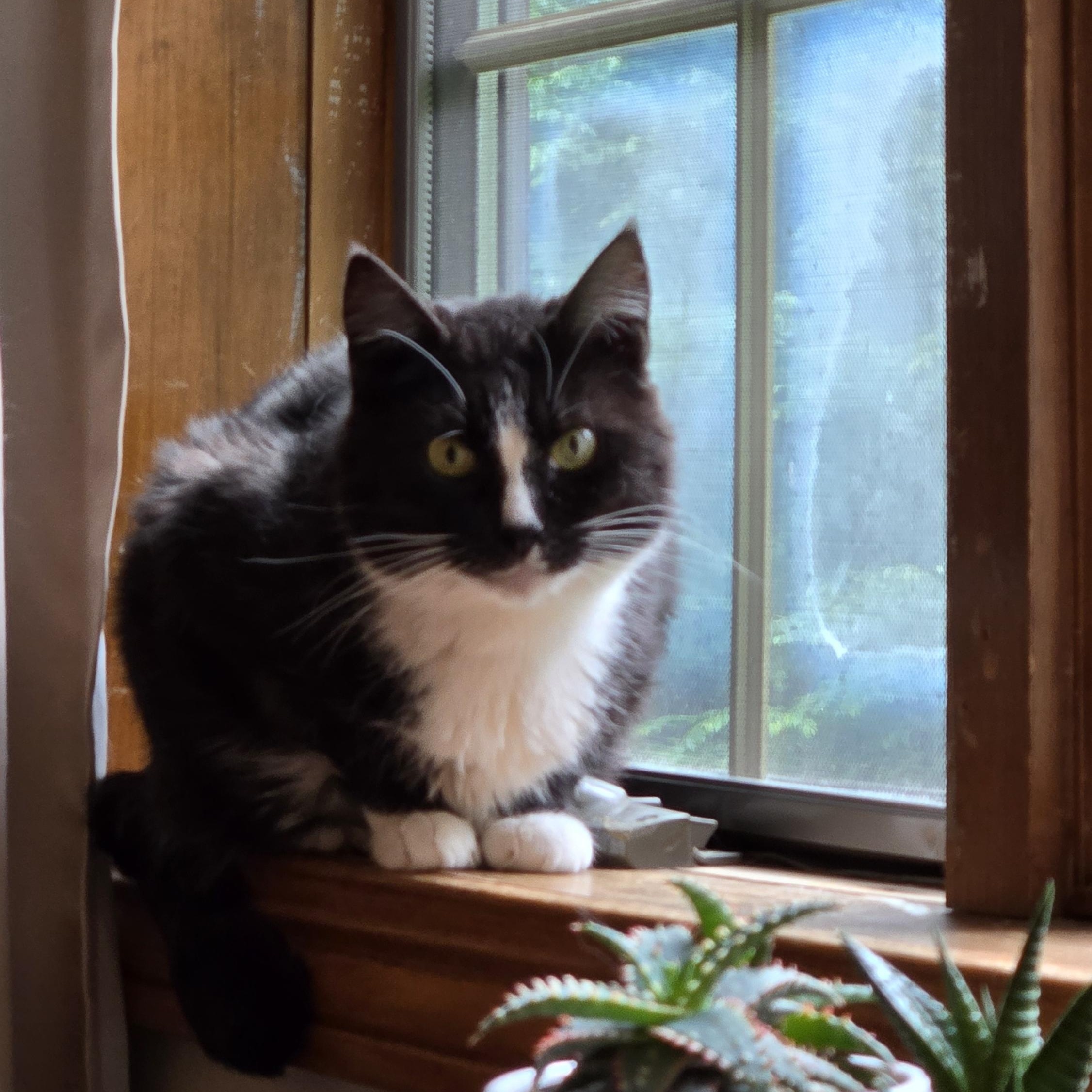 Enlarge Socks, a Adoptable Domestic Short Hair in Shippenville, PA image 4/4