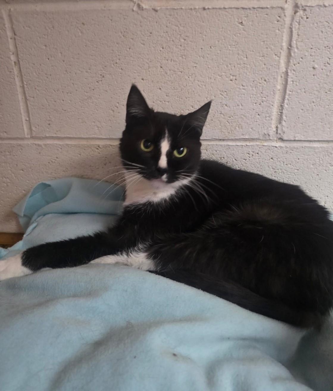 Socks, Adoptable, Adult Male Domestic Short Hair.