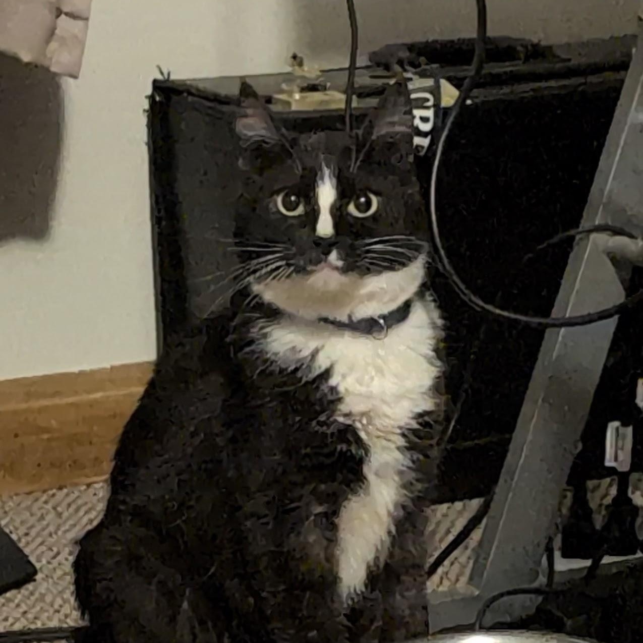 Enlarge Socks, a Adoptable Domestic Short Hair in Shippenville, PA image 1/4
