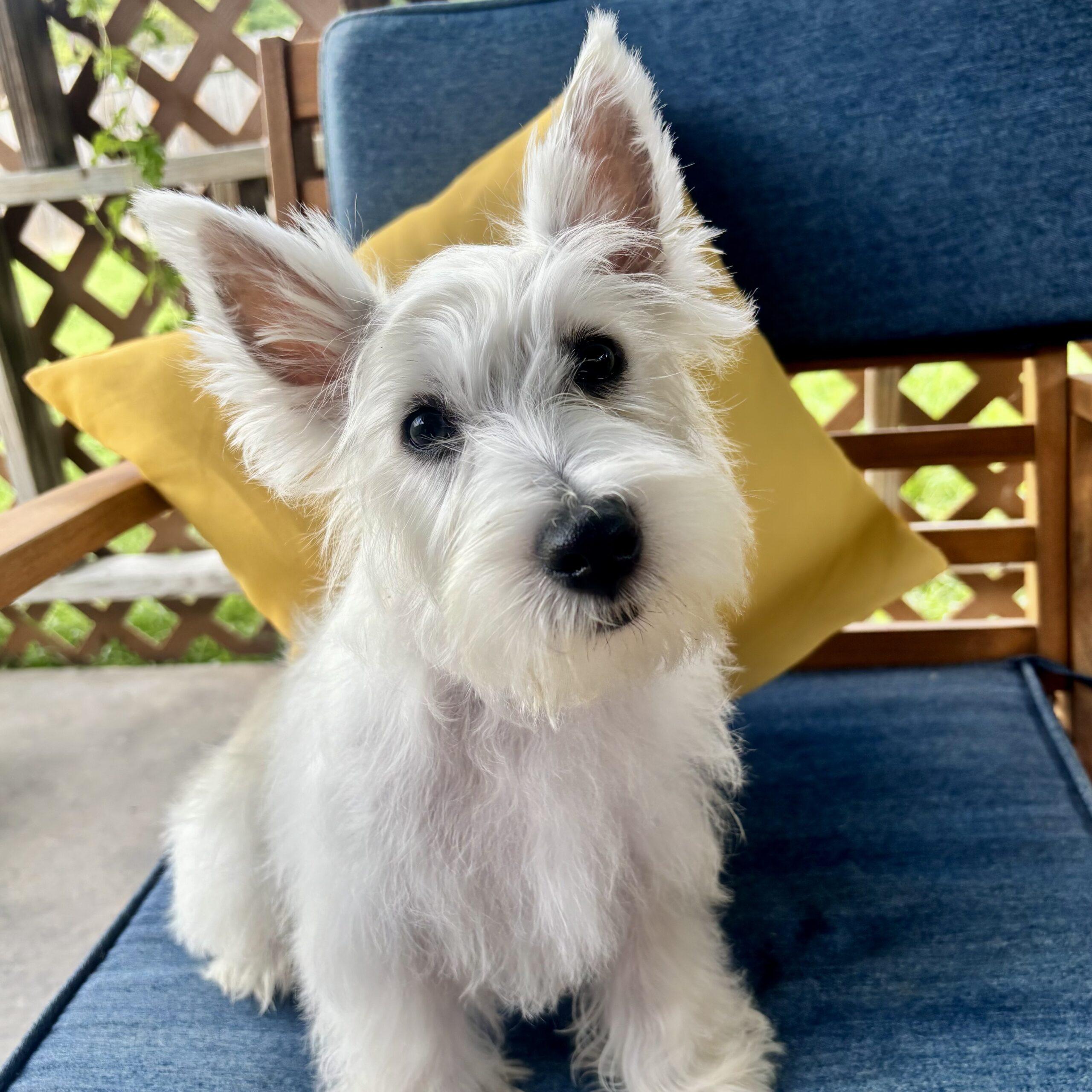 Sauvignon Blanc, Adoptable, Puppy Male West Highland White Terrier / Westie.