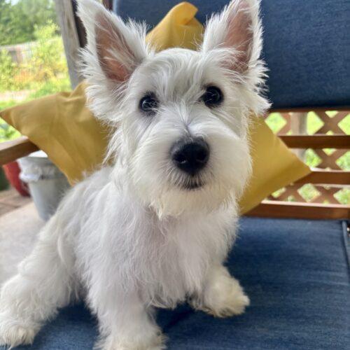 Sauvignon Blanc, a Adoptable West Highland White Terrier / Westie in Broken Arrow, OK image 3/3