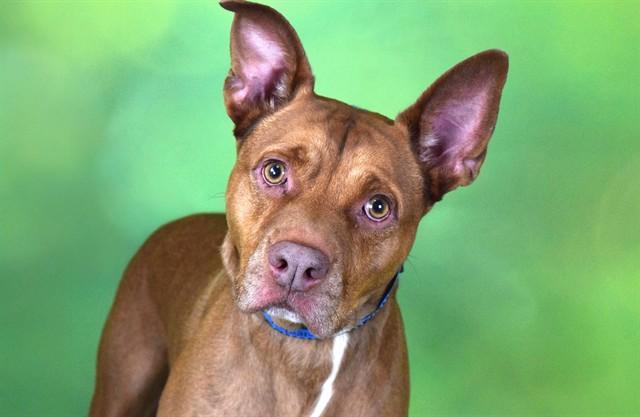 SIMBA, Adoptable, Adult Male American Staffordshire Terrier & Mixed Breed.