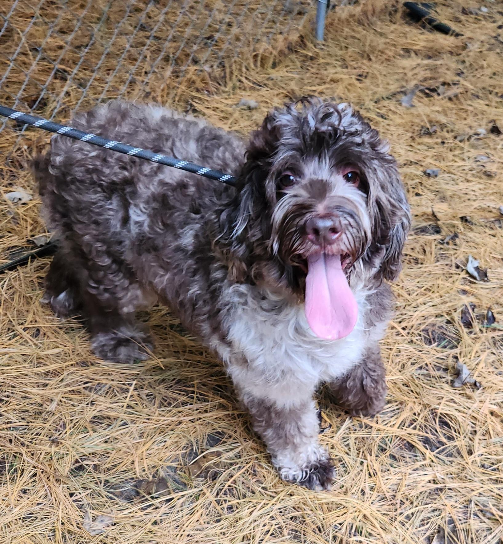 Enlarge Roxy, a Adoptable Labradoodle in Liberty Center, OH image 3/6