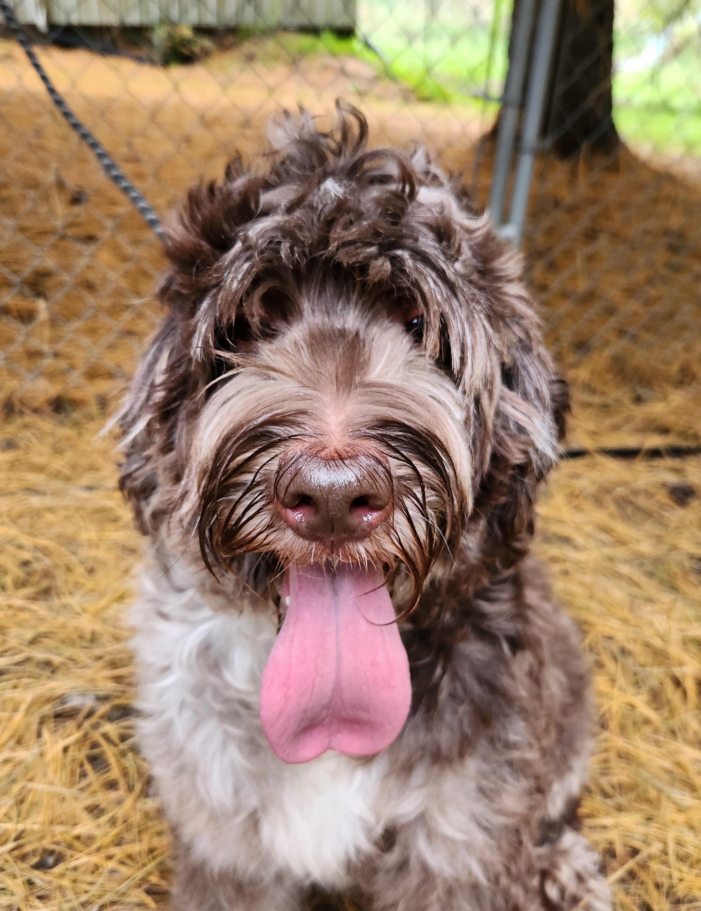 Enlarge Roxy, a Adoptable Labradoodle in Liberty Center, OH image 1/6
