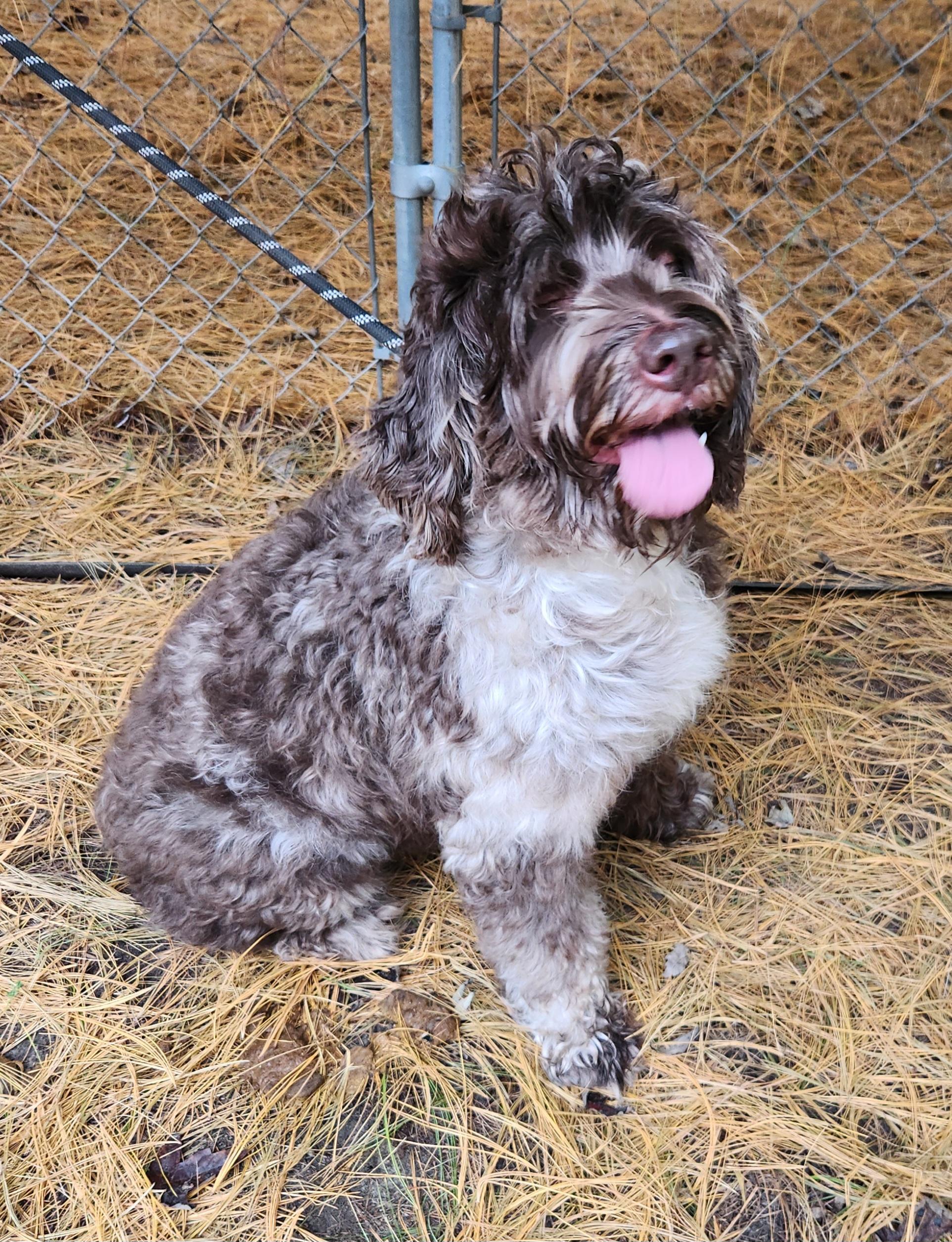 Enlarge Roxy, a Adoptable Labradoodle in Liberty Center, OH image 6/6