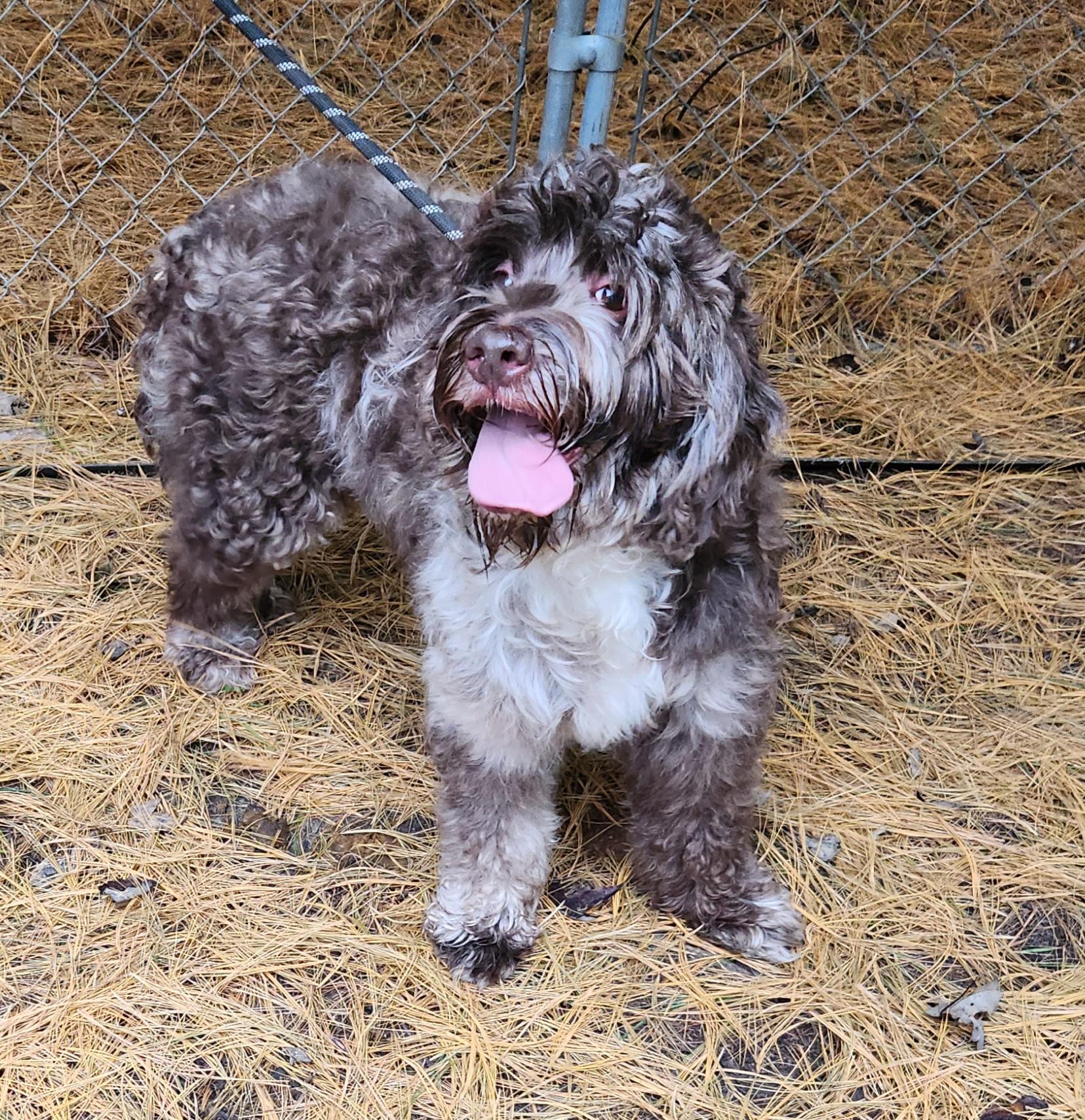 Enlarge Roxy, a Adoptable Labradoodle in Liberty Center, OH image 4/6