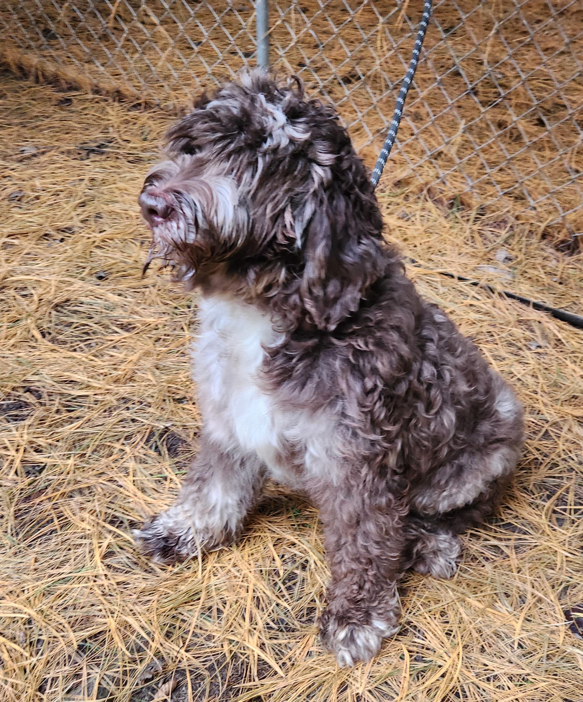 Enlarge Roxy, a Adoptable Labradoodle in Liberty Center, OH image 5/6