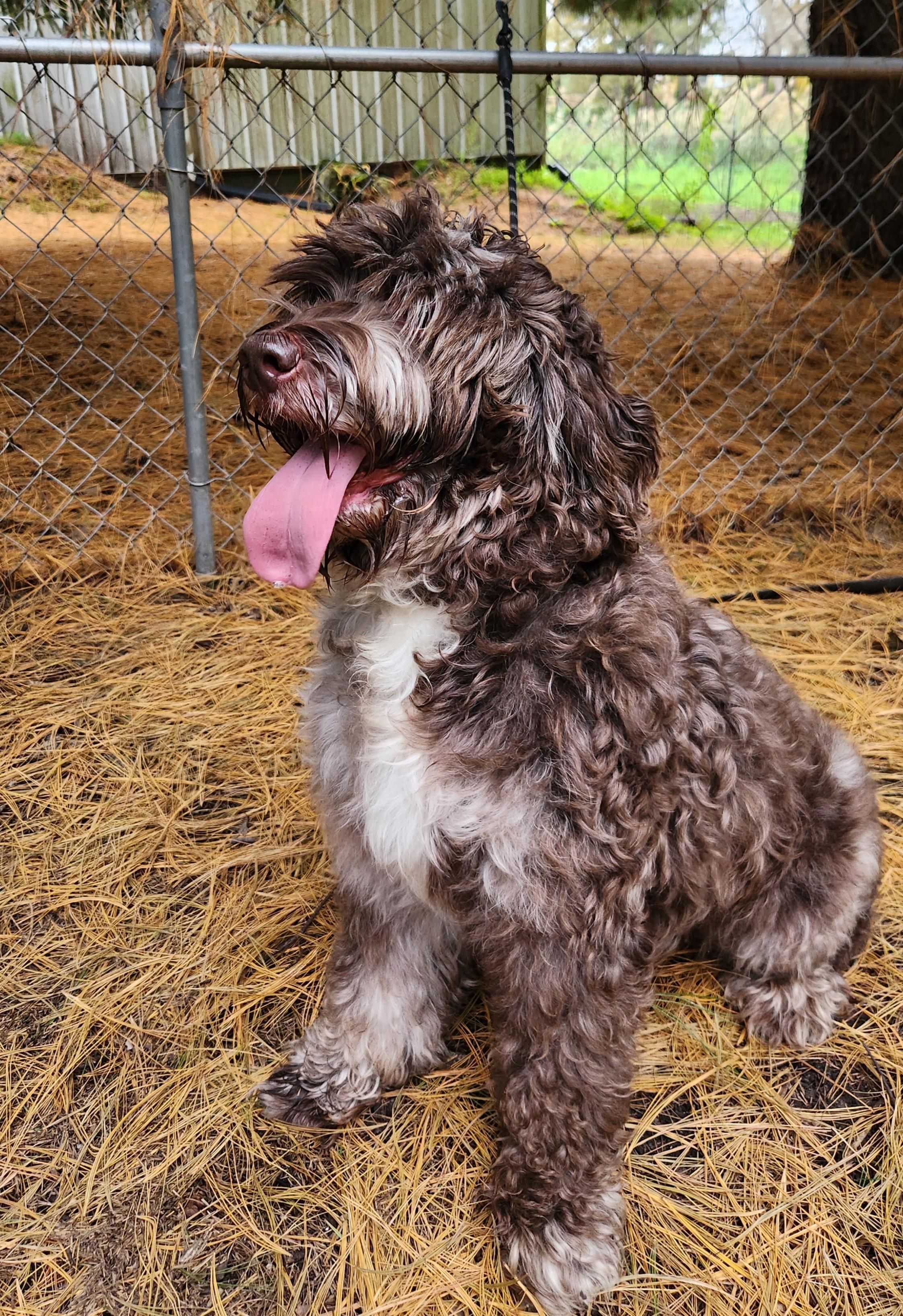 Enlarge Roxy, a Adoptable Labradoodle in Liberty Center, OH image 2/6