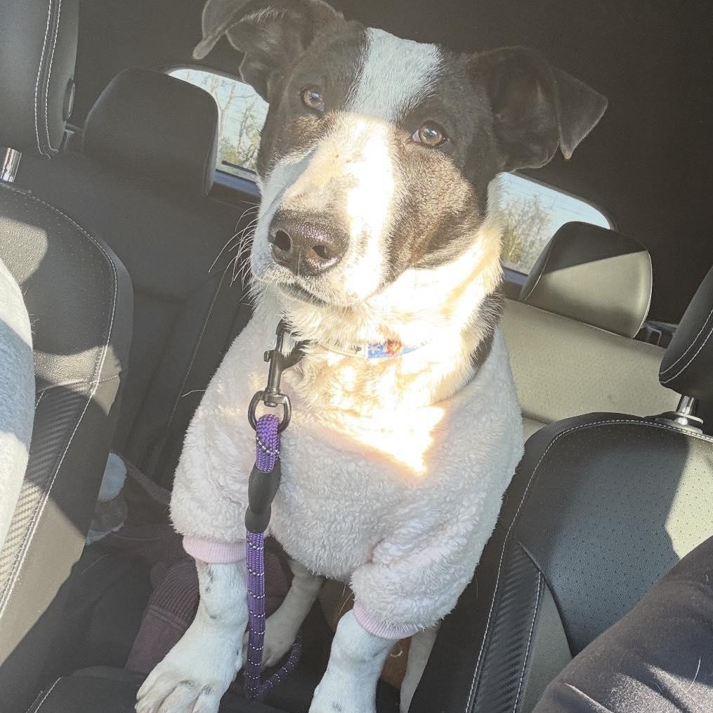 Enlarge Ollie, a Adoptable mixed breed in Boonton, NJ image 4/5