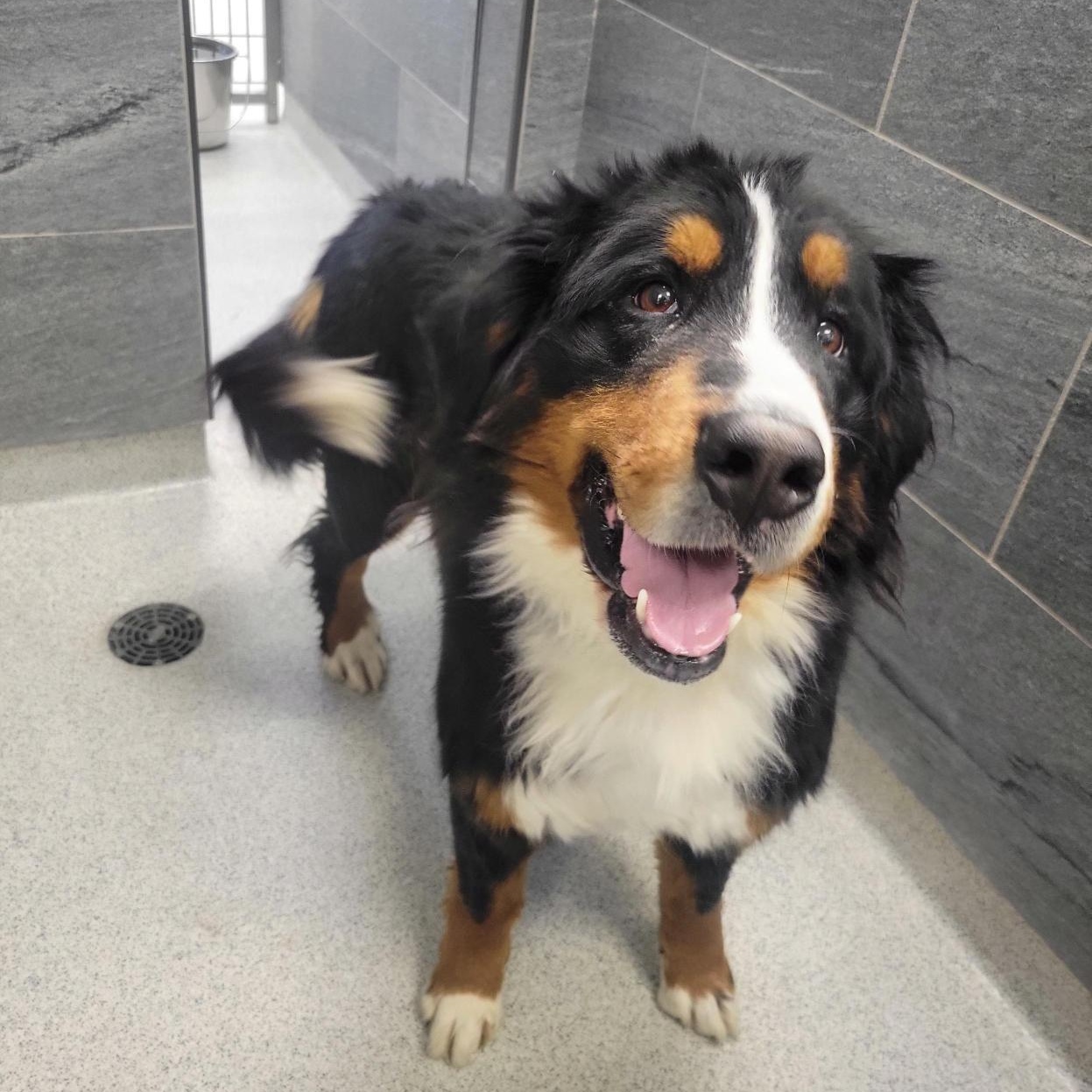 Enlarge Bernadette, an adopted Bernese Mountain Dog in Cooperstown, NY image 2/2