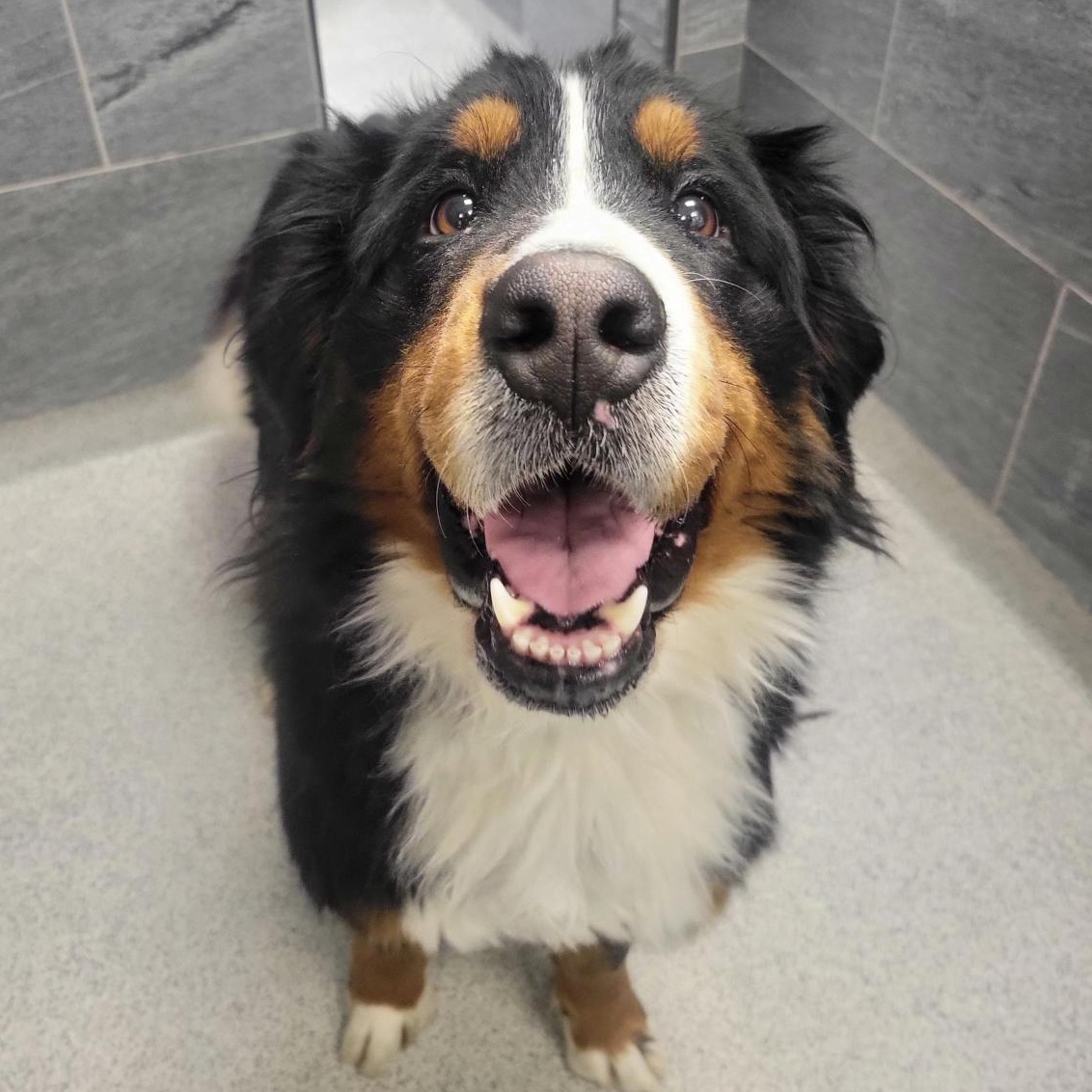 Enlarge Bernadette, an adopted Bernese Mountain Dog in Cooperstown, NY image 1/2