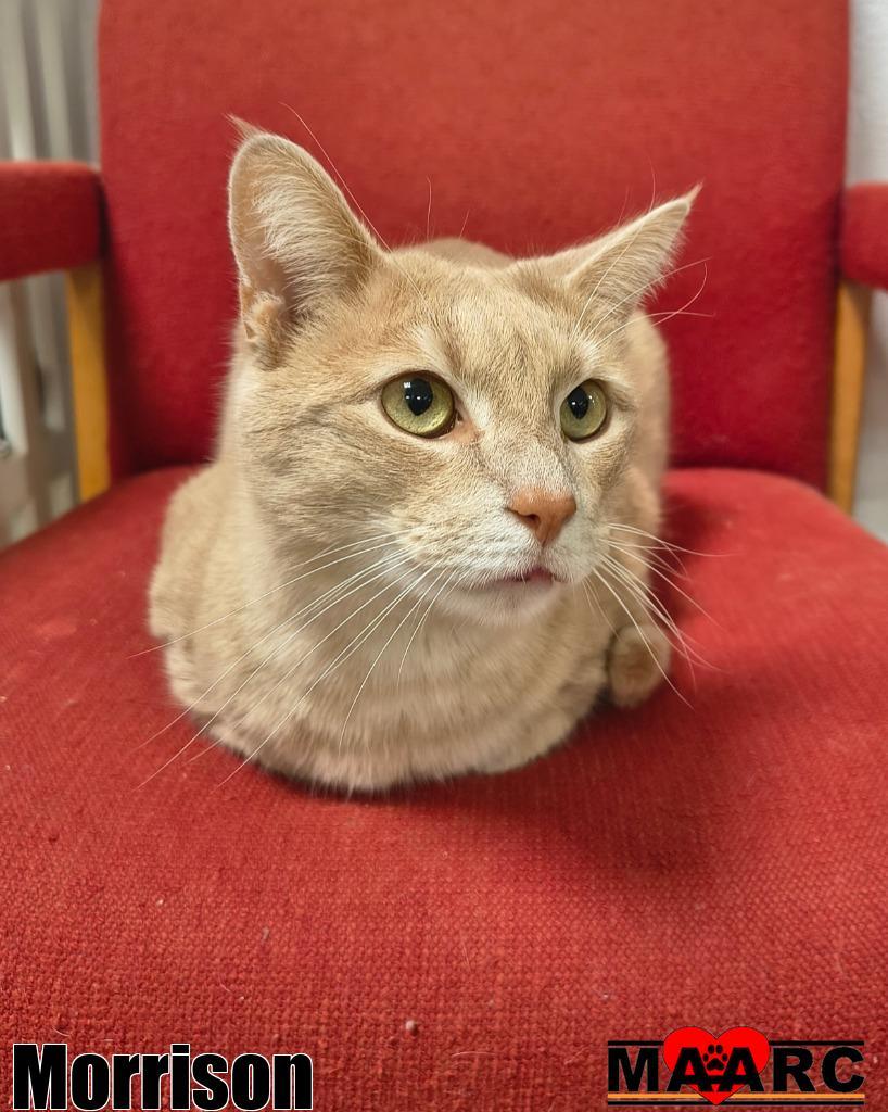 Morrison, Adoptable, Adult Male Domestic Short Hair.