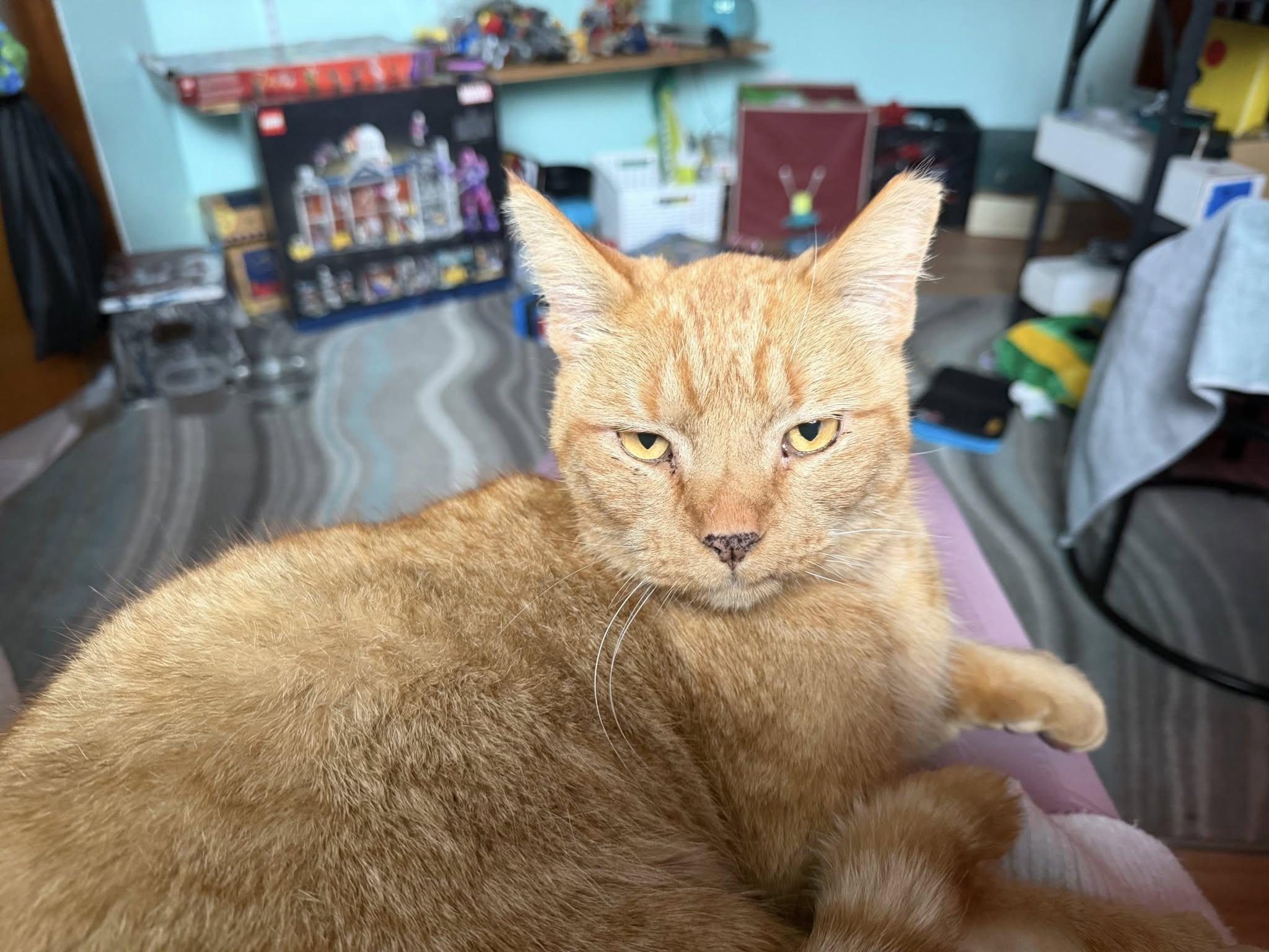 Enlarge Buddy, a ADOPTABLE Domestic Short Hair in Spokane, WA image 3/5