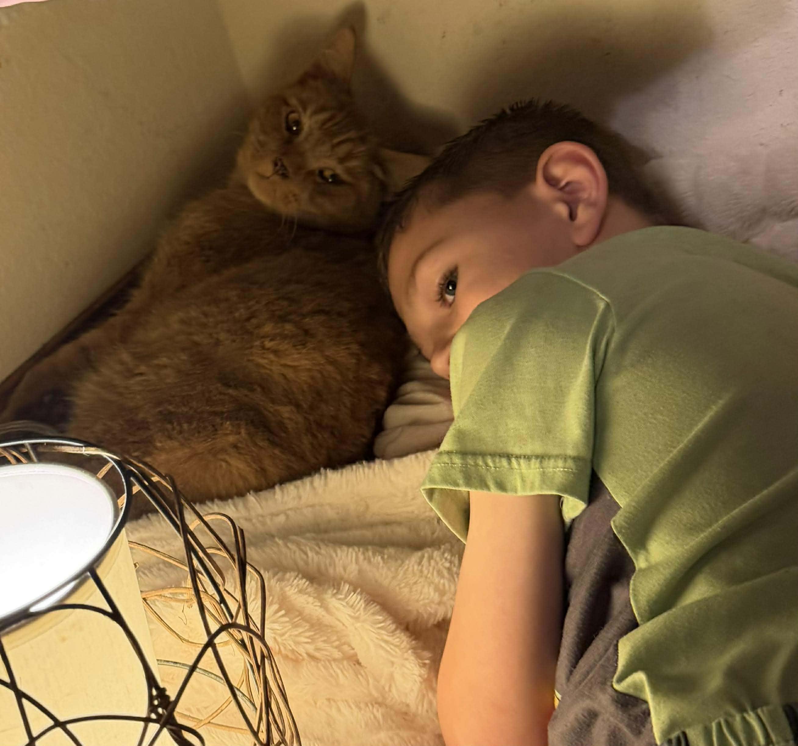 Enlarge Buddy, a ADOPTABLE Domestic Short Hair in Spokane, WA image 2/5