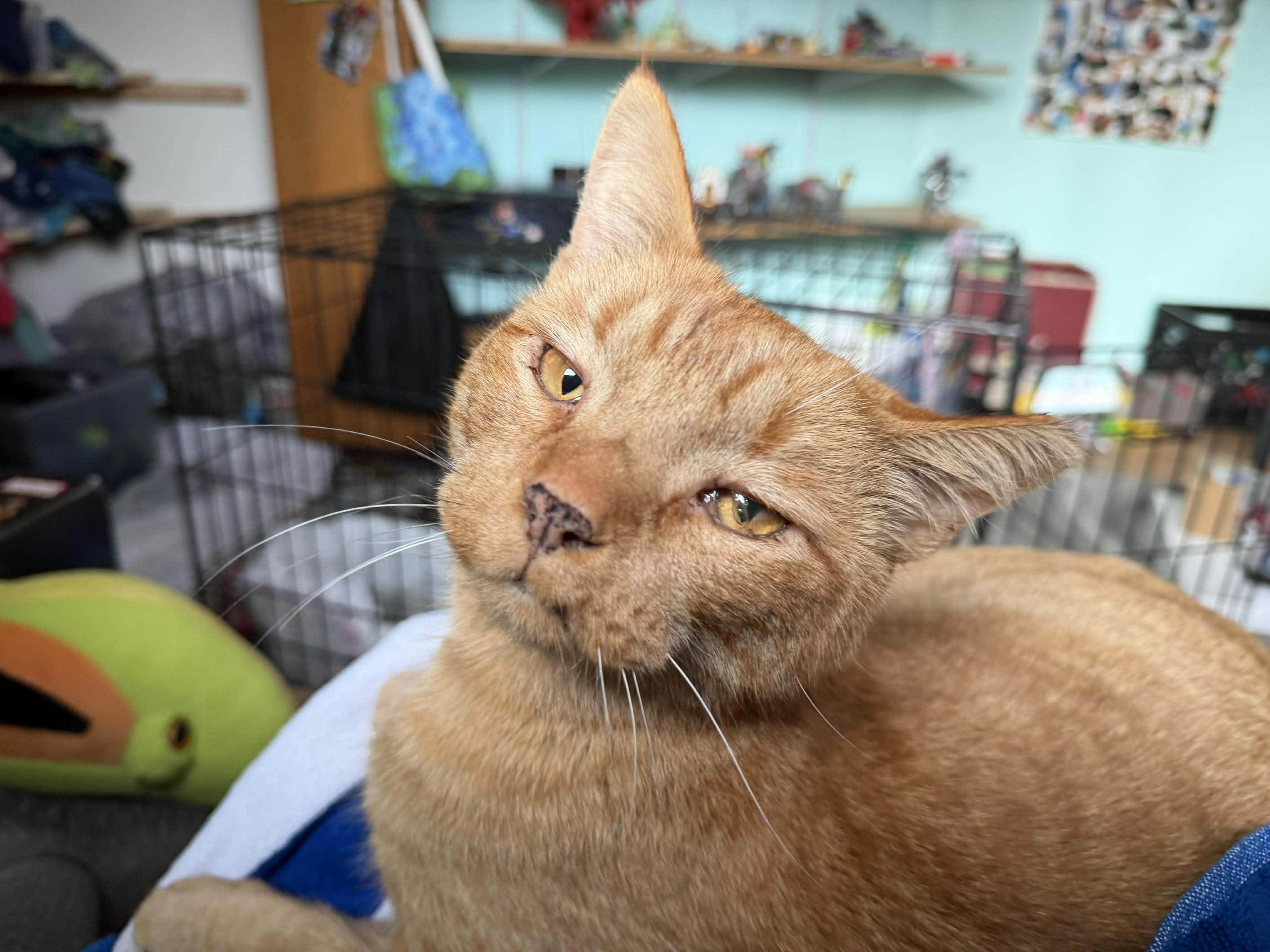 Enlarge Buddy, a ADOPTABLE Domestic Short Hair in Spokane, WA image 1/5