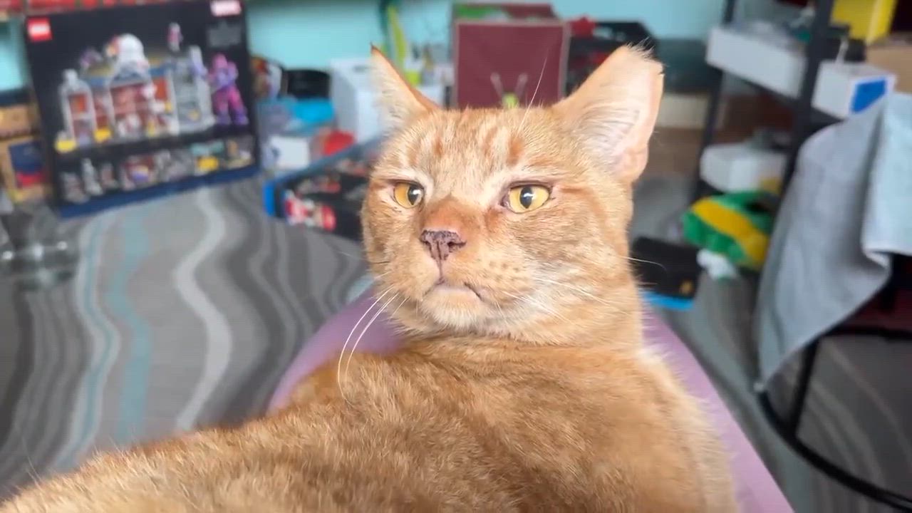 Enlarge Buddy, a ADOPTABLE Domestic Short Hair in Spokane, WA video 5/5