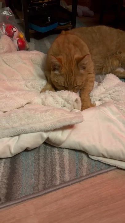Enlarge Buddy, a ADOPTABLE Domestic Short Hair in Spokane, WA video 4/5